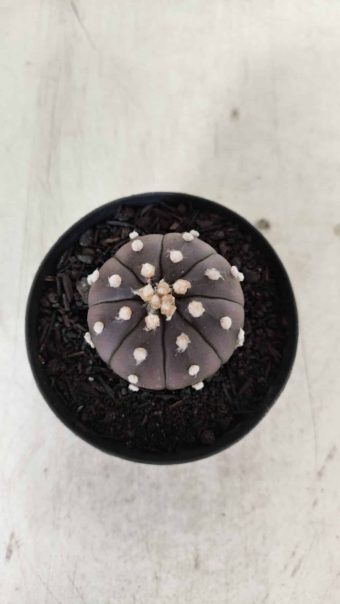 ASTROPHYTUM ASTERIAS “Purple”  Nº 905 – vaso 09