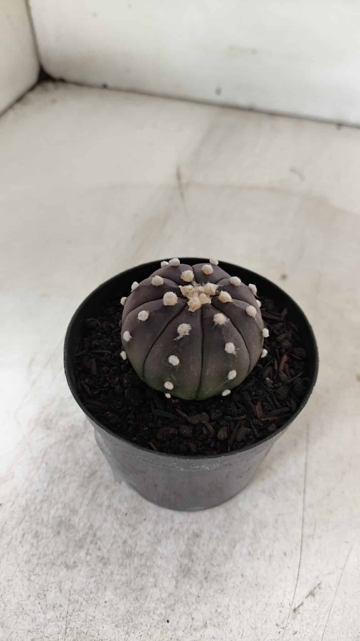 ASTROPHYTUM ASTERIAS “Purple”  Nº 905 – vaso 09