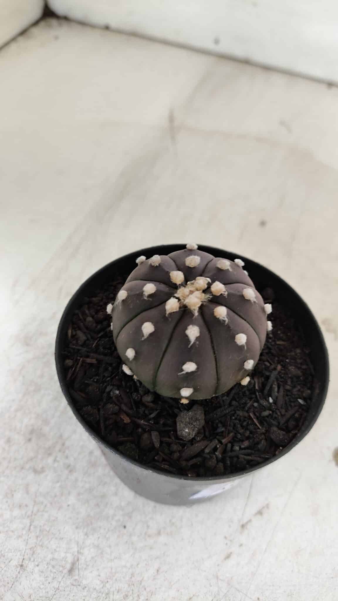 ASTROPHYTUM ASTERIAS “Purple”  Nº 905 – vaso 09