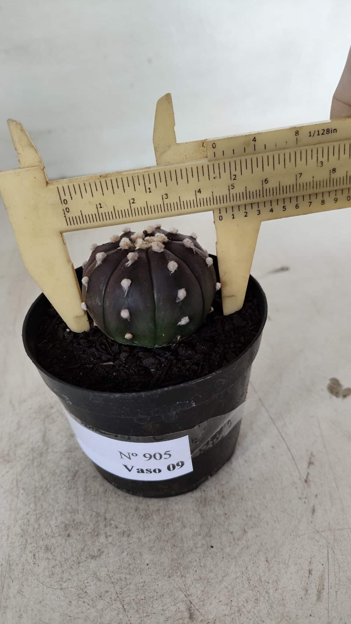 ASTROPHYTUM ASTERIAS “Purple”  Nº 905 – vaso 09