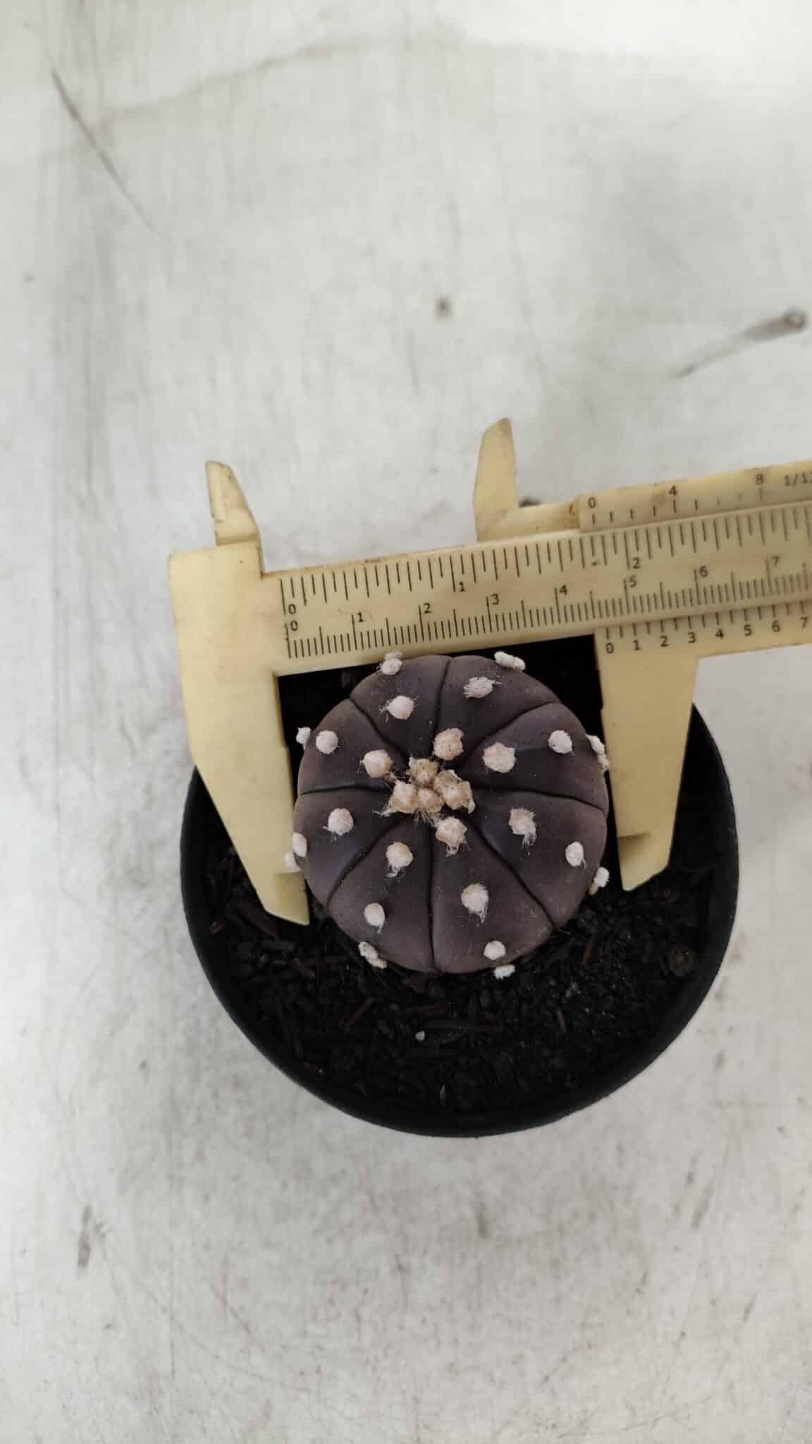 ASTROPHYTUM ASTERIAS “Purple”  Nº 905 – vaso 09