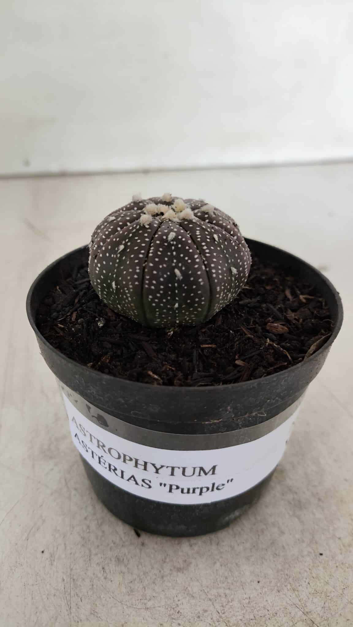 ASTROPHYTUM ASTERIAS “Purple”  Nº 906 – vaso 09