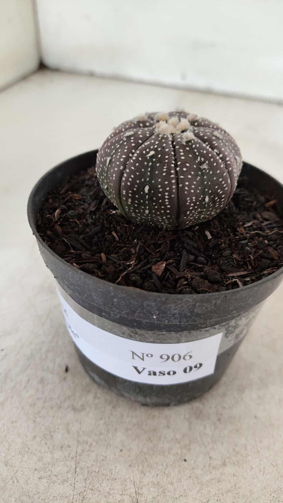 ASTROPHYTUM ASTERIAS “Purple”  Nº 906 – vaso 09