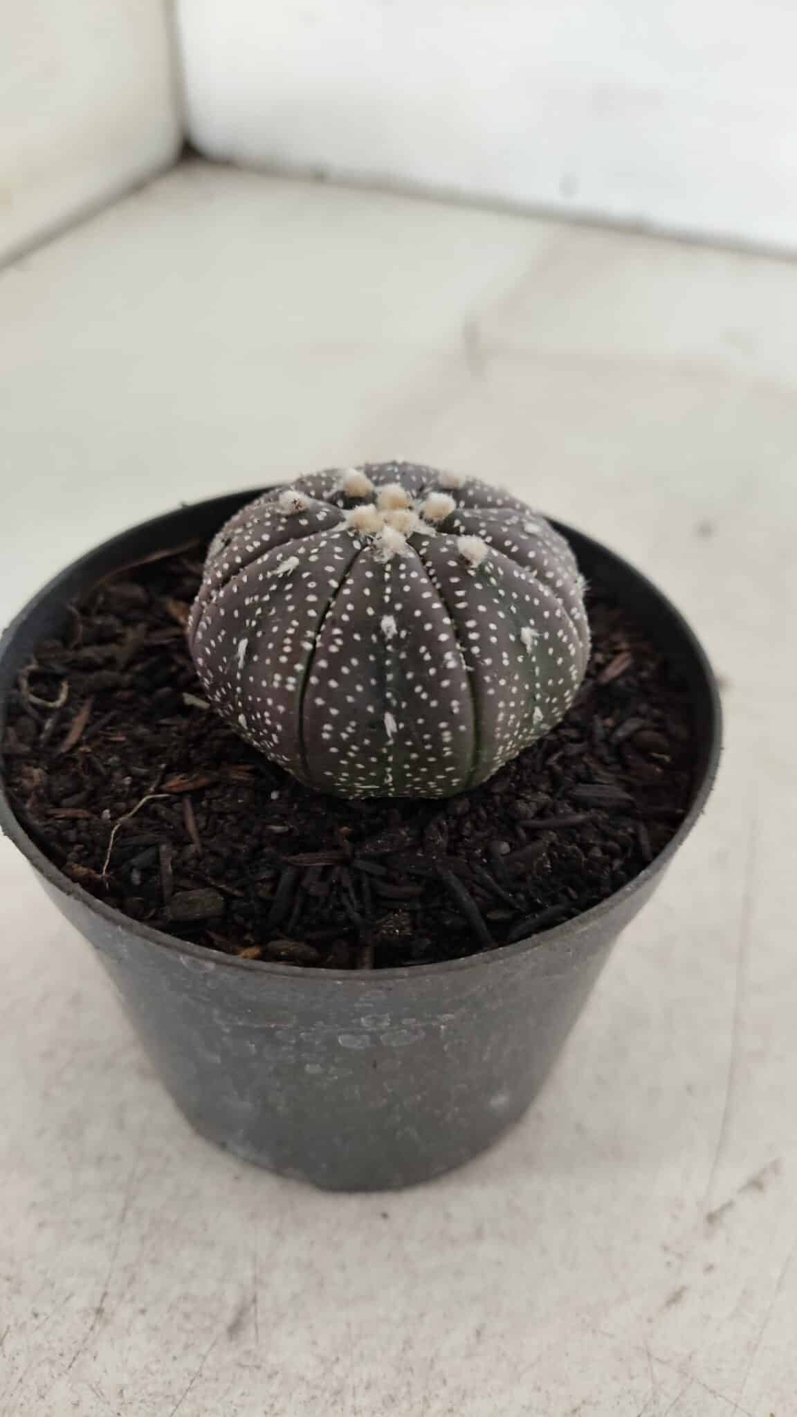 ASTROPHYTUM ASTERIAS “Purple”  Nº 906 – vaso 09