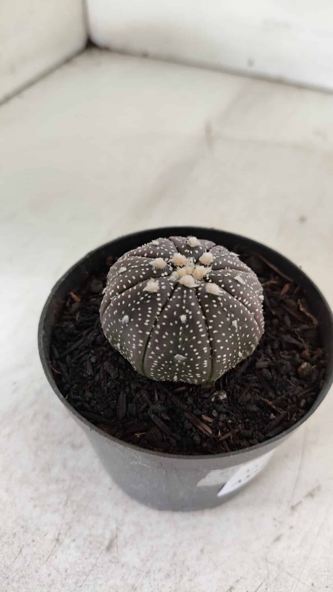 ASTROPHYTUM ASTERIAS “Purple”  Nº 906 – vaso 09