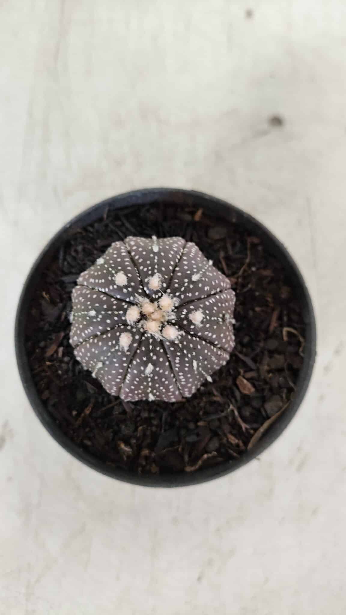 ASTROPHYTUM ASTERIAS “Purple”  Nº 906 – vaso 09