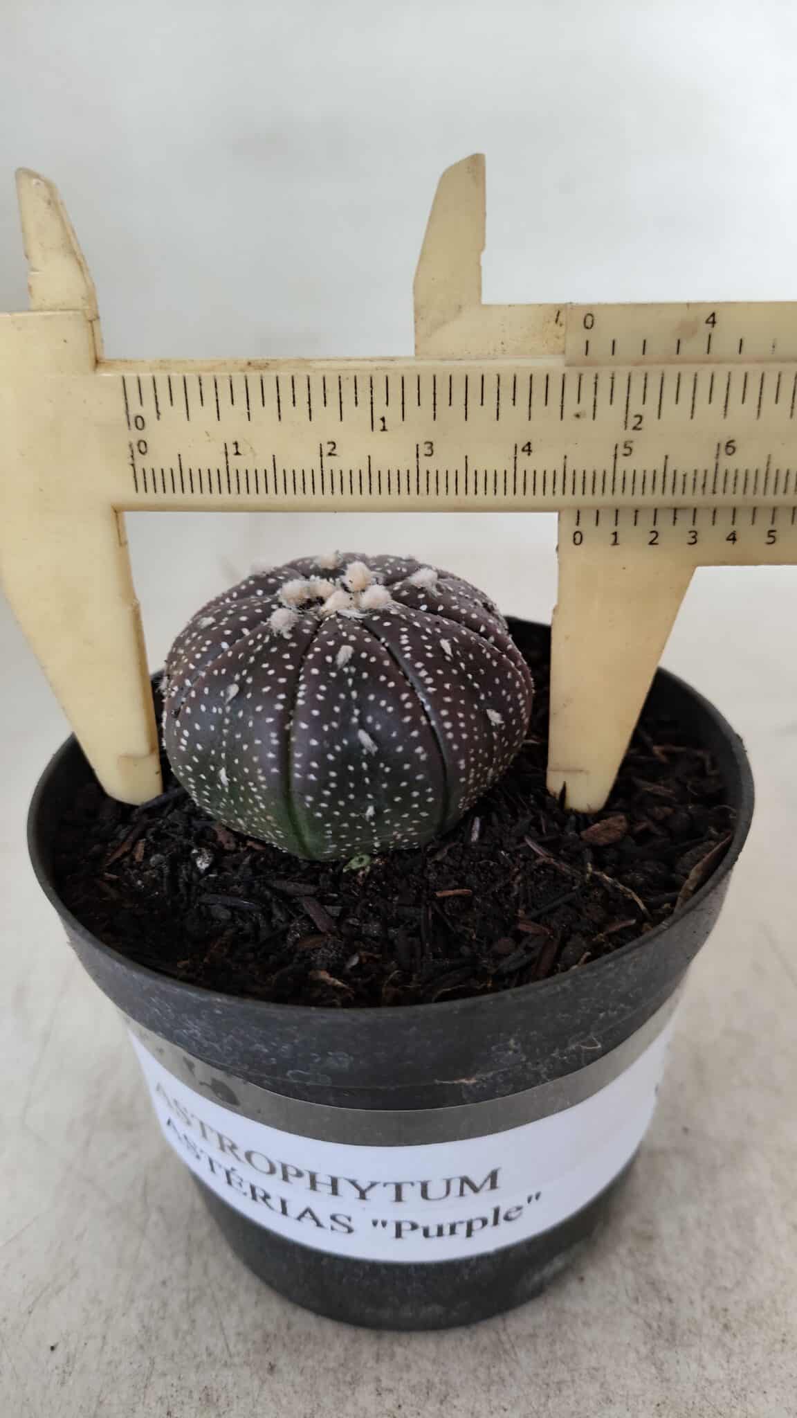 ASTROPHYTUM ASTERIAS “Purple”  Nº 906 – vaso 09