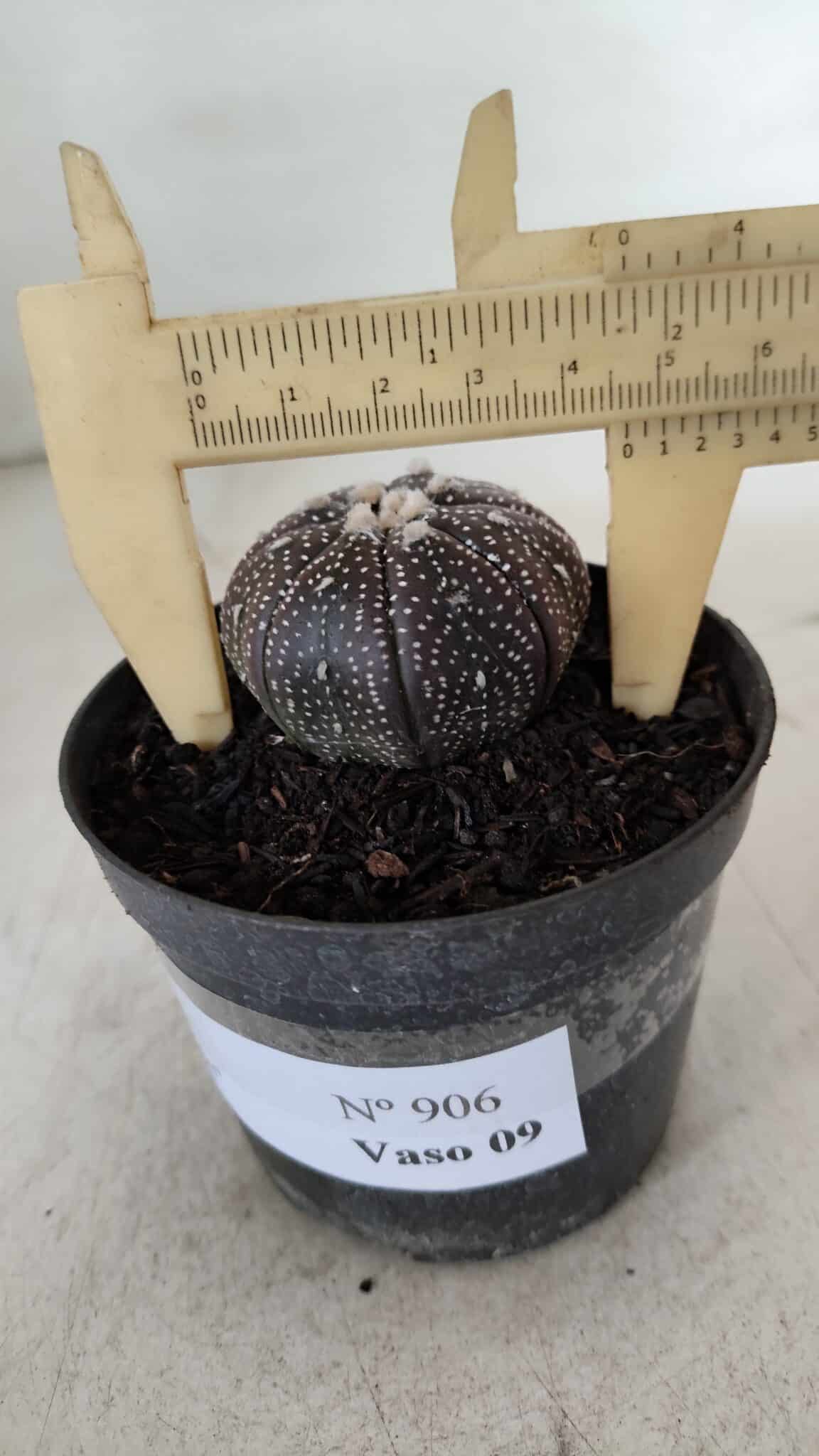ASTROPHYTUM ASTERIAS “Purple”  Nº 906 – vaso 09