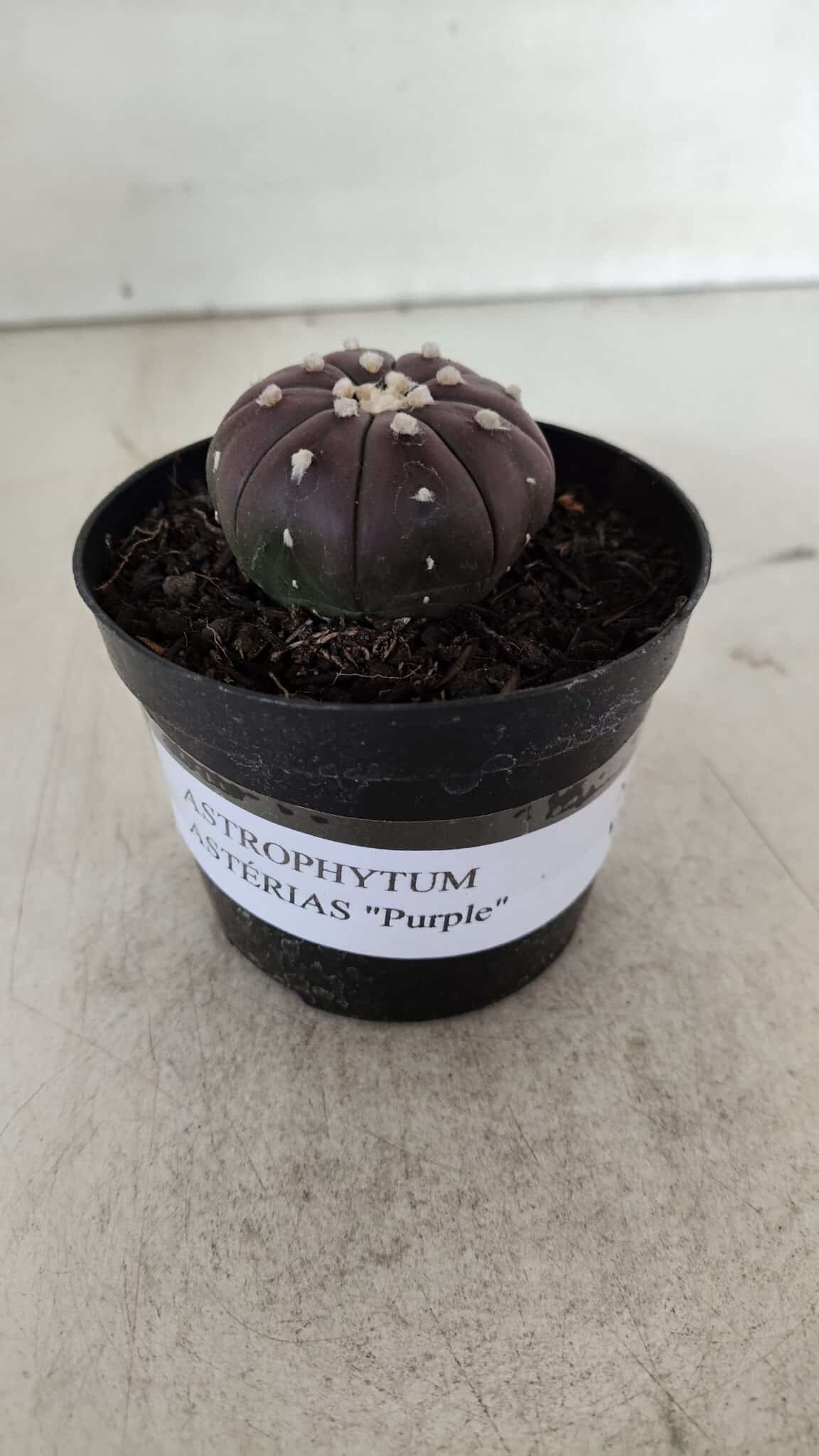 ASTROPHYTUM ASTERIAS “Purple”  Nº 907 – vaso 09