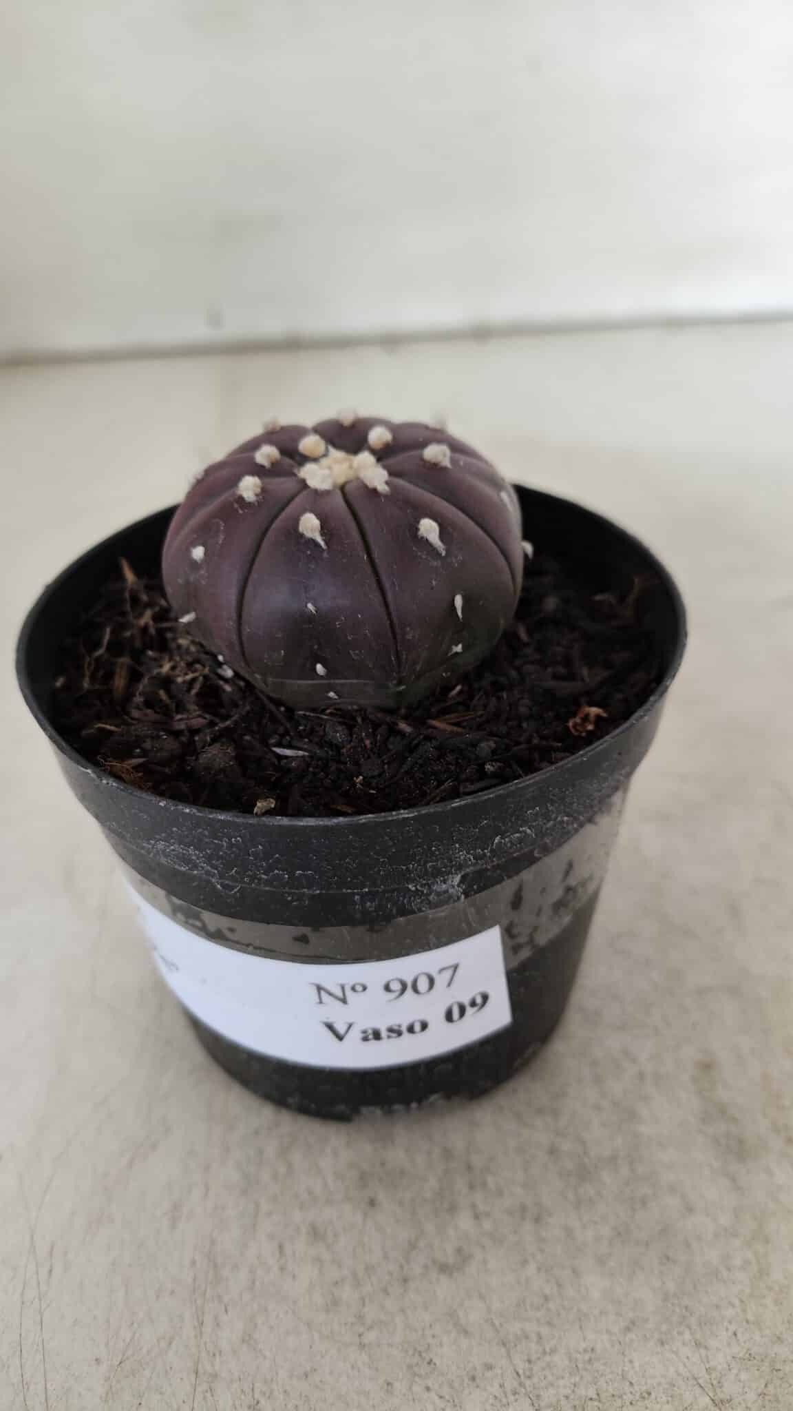 ASTROPHYTUM ASTERIAS “Purple”  Nº 907 – vaso 09