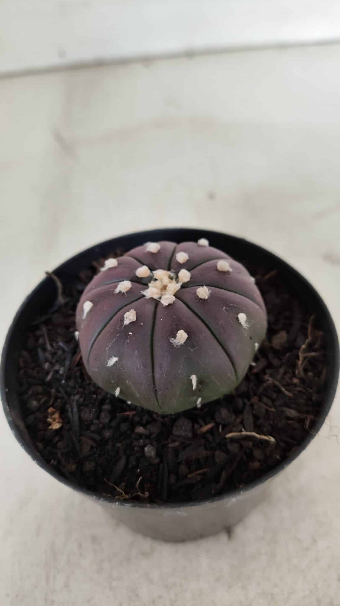 ASTROPHYTUM ASTERIAS “Purple”  Nº 907 – vaso 09
