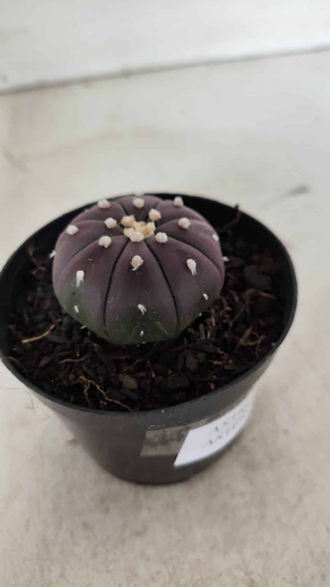 ASTROPHYTUM ASTERIAS “Purple”  Nº 907 – vaso 09