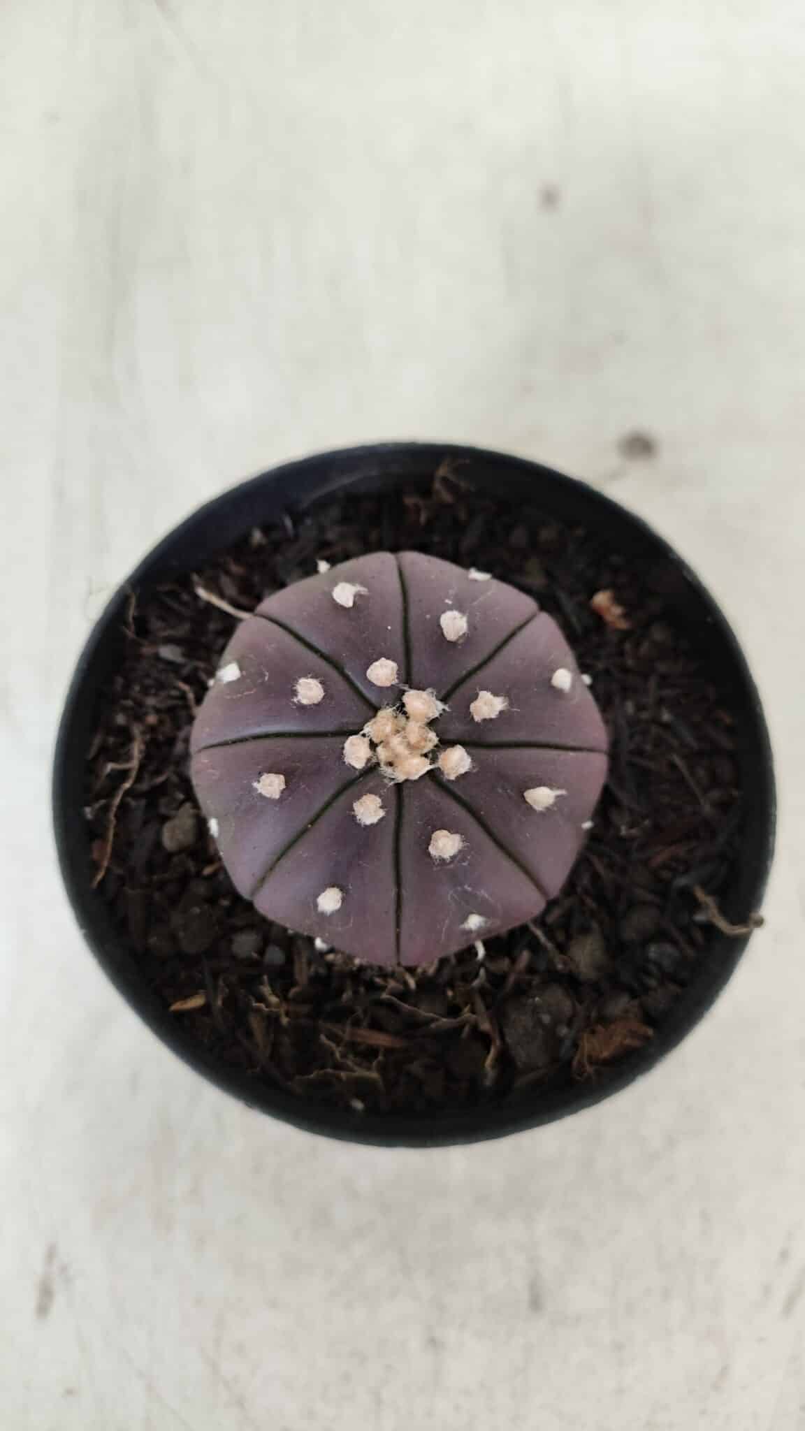 ASTROPHYTUM ASTERIAS “Purple”  Nº 907 – vaso 09