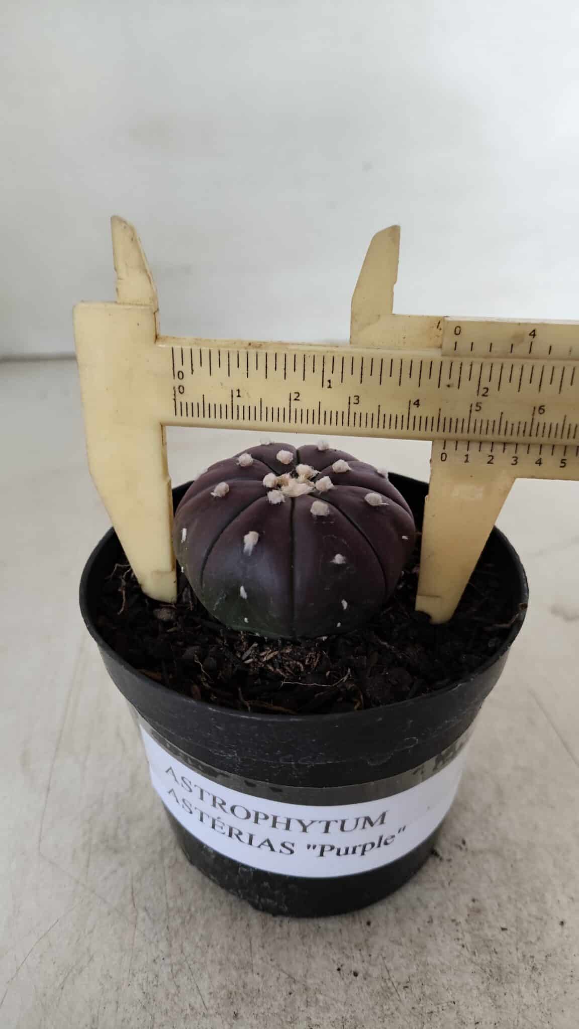 ASTROPHYTUM ASTERIAS “Purple”  Nº 907 – vaso 09