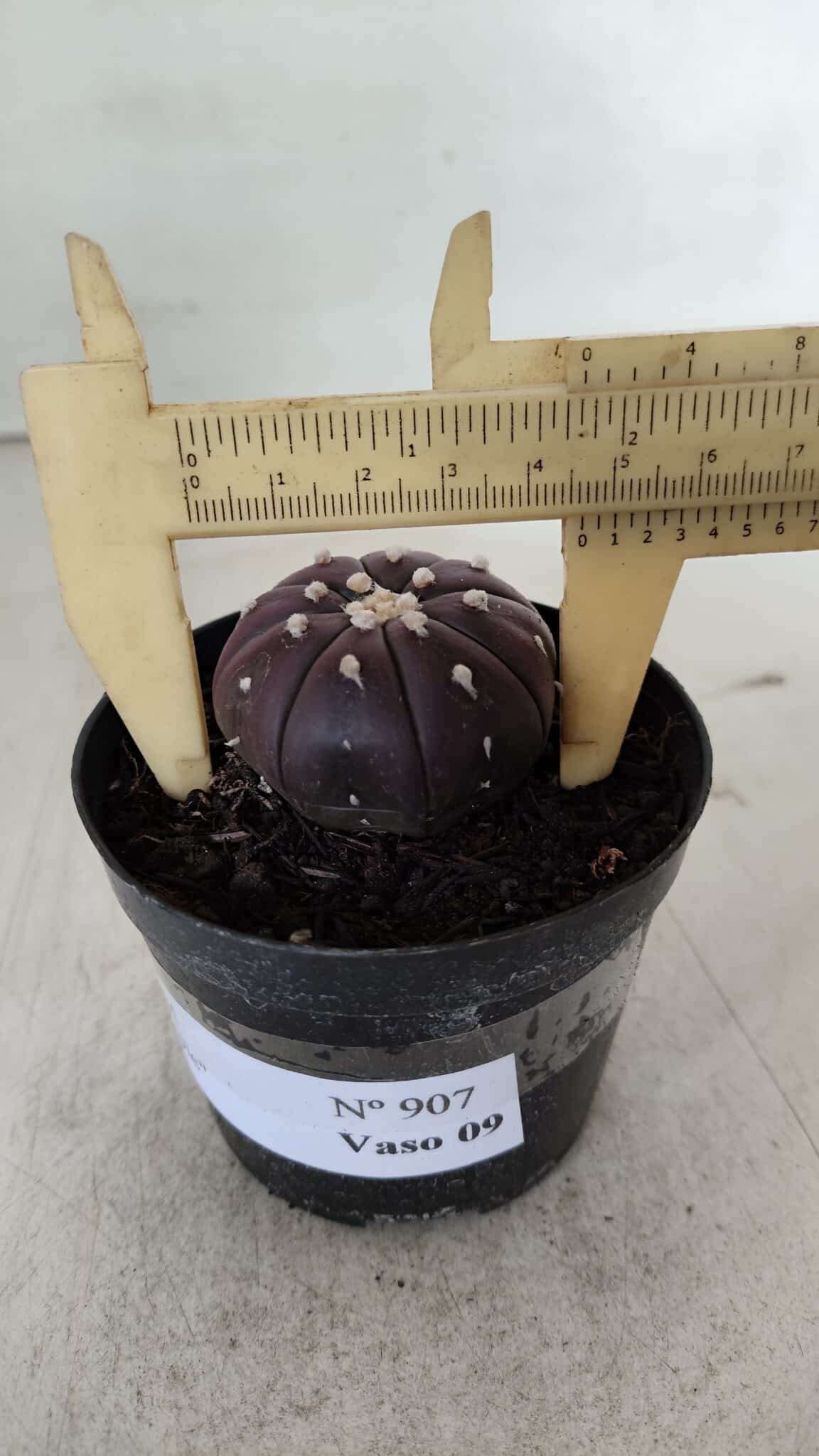 ASTROPHYTUM ASTERIAS “Purple”  Nº 907 – vaso 09