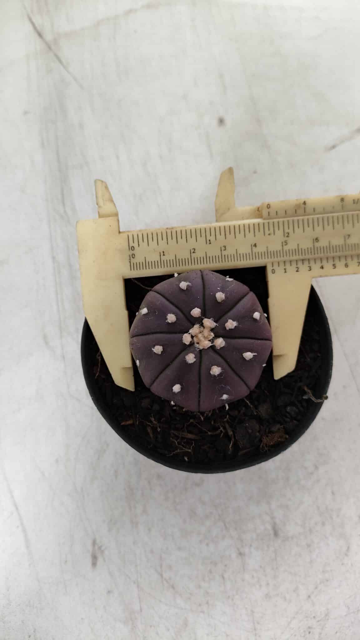 ASTROPHYTUM ASTERIAS “Purple”  Nº 907 – vaso 09