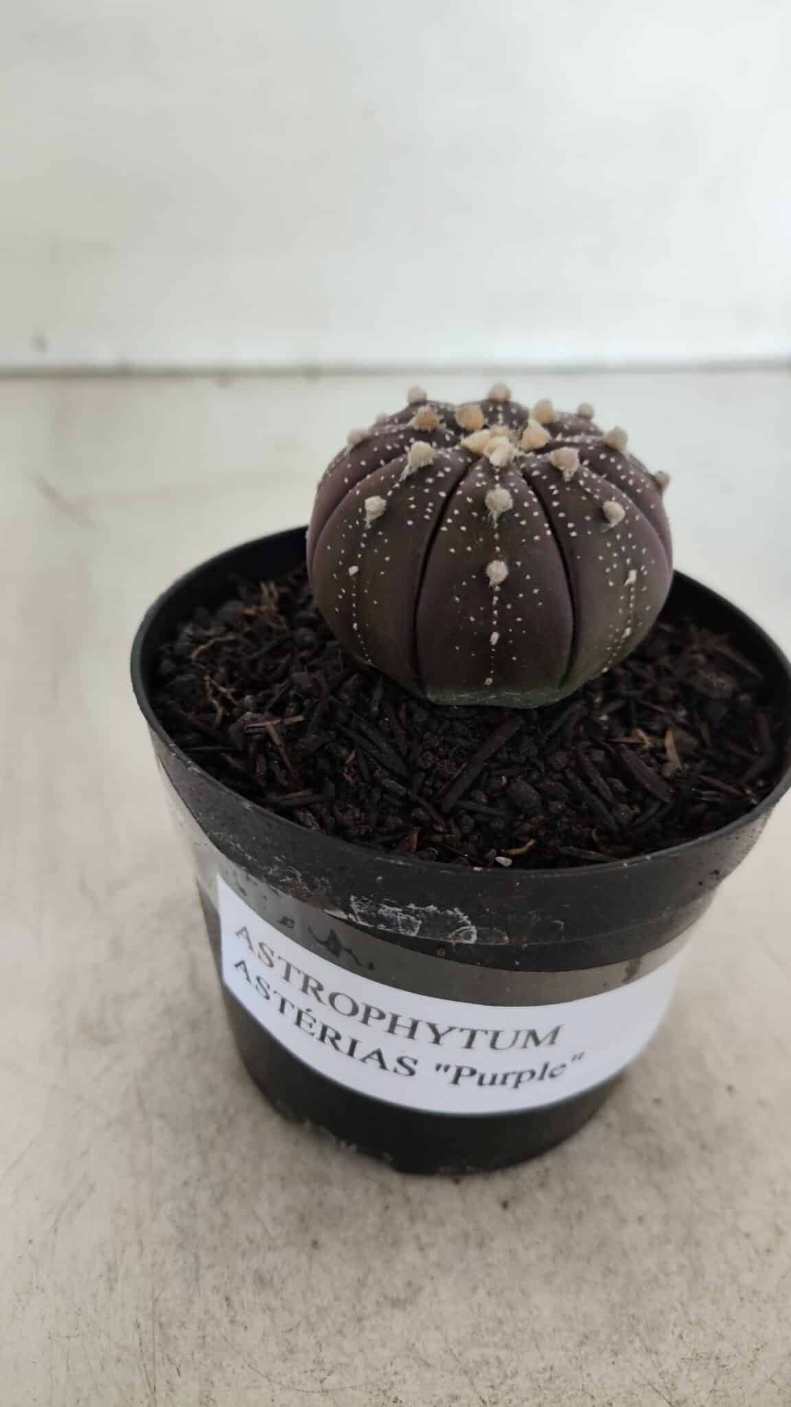 ASTROPHYTUM ASTERIAS “Purple”  Nº 908 – vaso 09