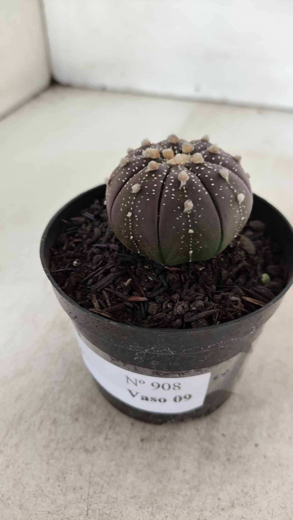 ASTROPHYTUM ASTERIAS “Purple”  Nº 908 – vaso 09