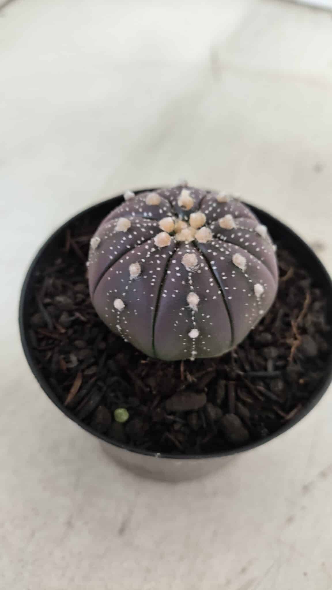 ASTROPHYTUM ASTERIAS “Purple”  Nº 908 – vaso 09