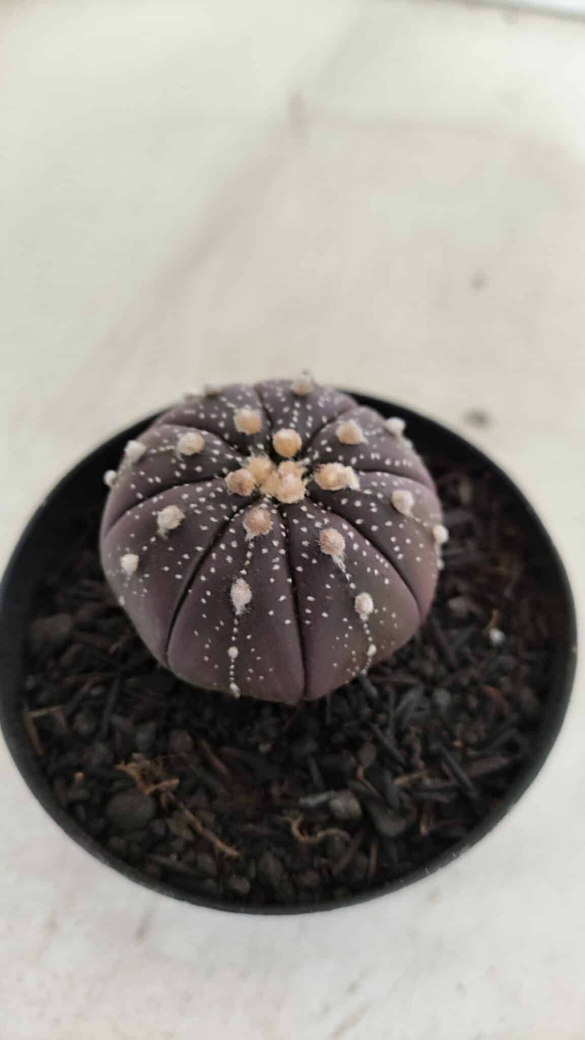 ASTROPHYTUM ASTERIAS “Purple”  Nº 908 – vaso 09