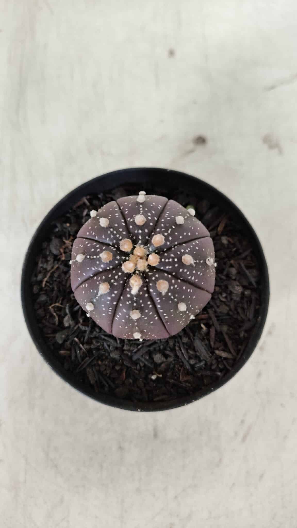 ASTROPHYTUM ASTERIAS “Purple”  Nº 908 – vaso 09