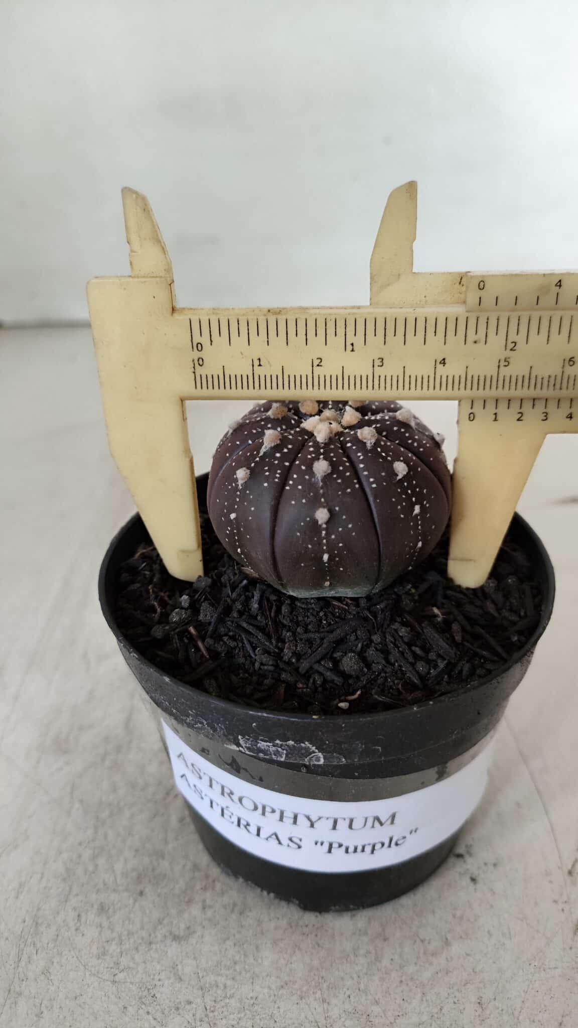 ASTROPHYTUM ASTERIAS “Purple”  Nº 908 – vaso 09