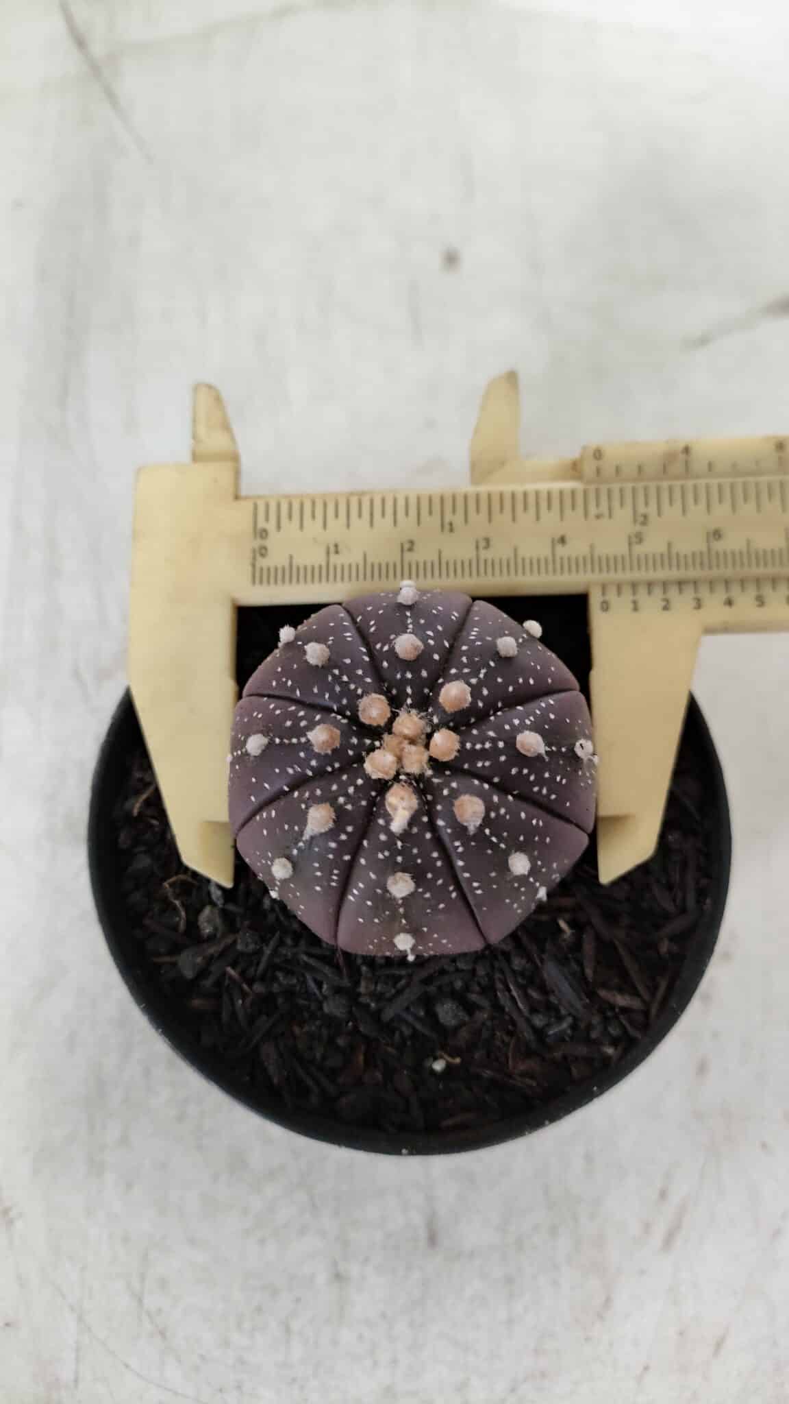ASTROPHYTUM ASTERIAS “Purple”  Nº 908 – vaso 09
