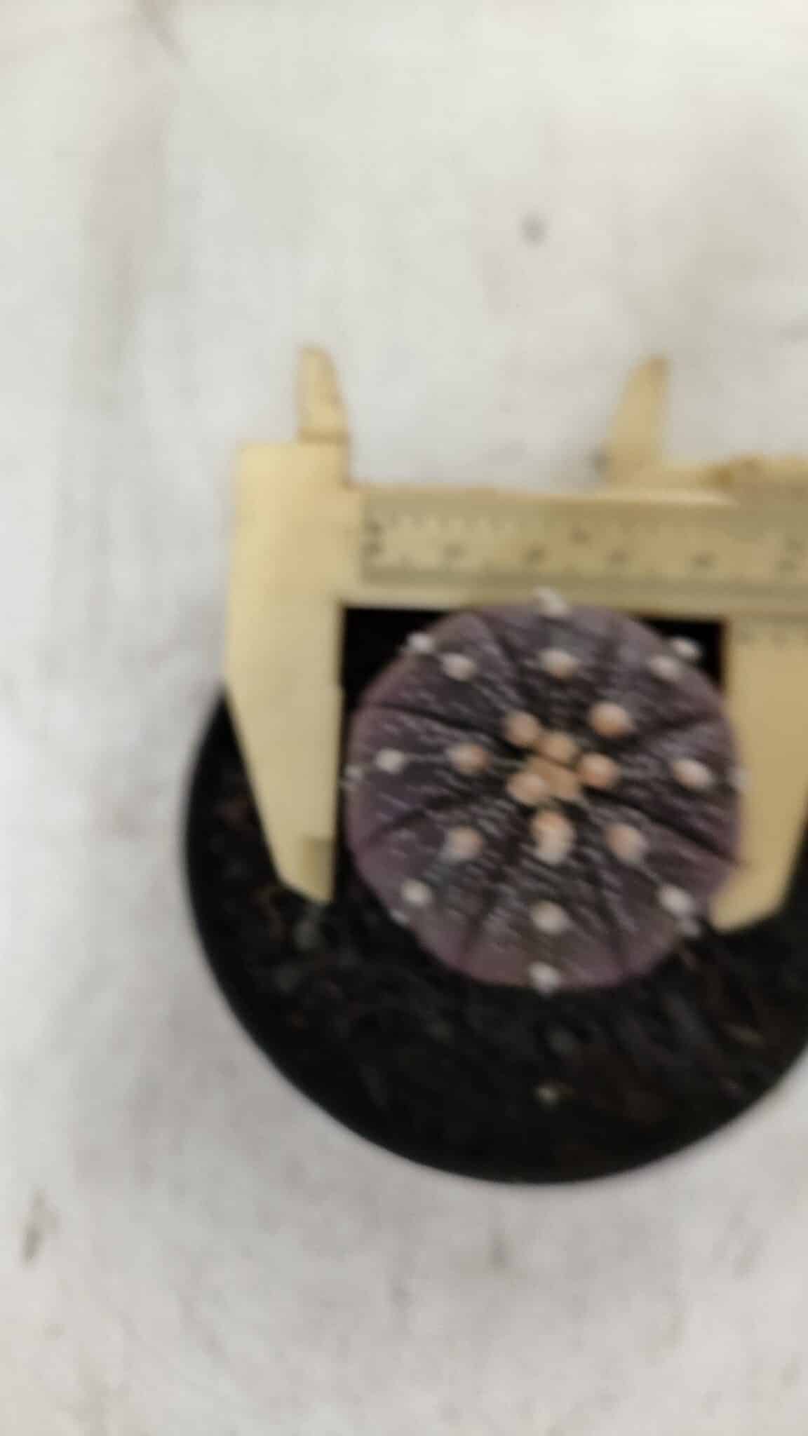 ASTROPHYTUM ASTERIAS “Purple”  Nº 908 – vaso 09