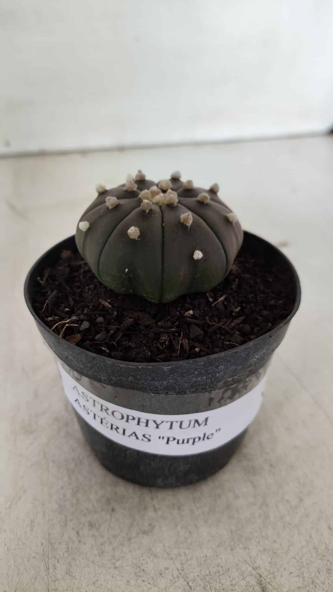 ASTROPHYTUM ASTERIAS “Purple”  Nº 909 – vaso 09 - foto 4