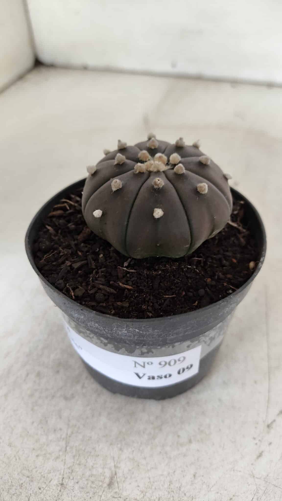 ASTROPHYTUM ASTERIAS “Purple”  Nº 909 – vaso 09 - foto 11