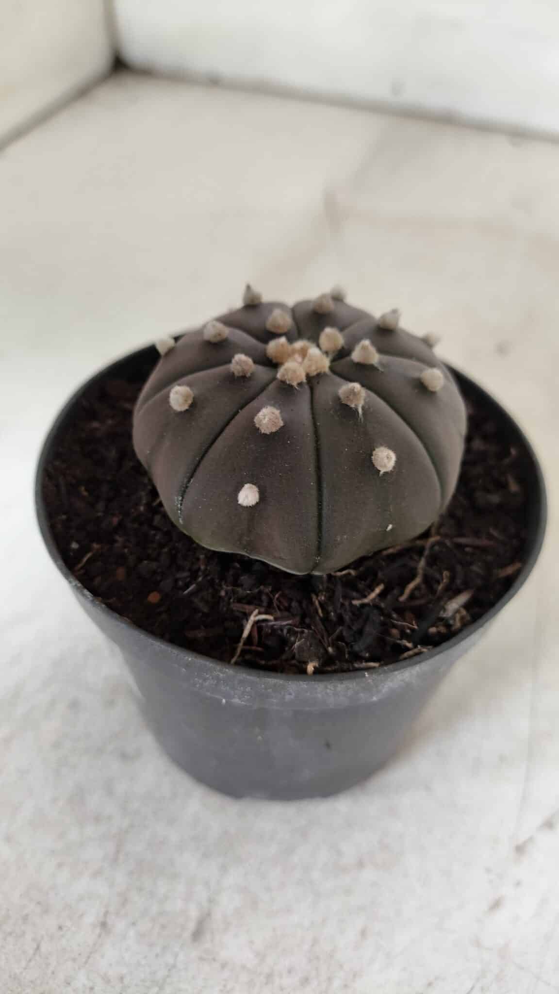 ASTROPHYTUM ASTERIAS “Purple”  Nº 909 – vaso 09 - foto 10