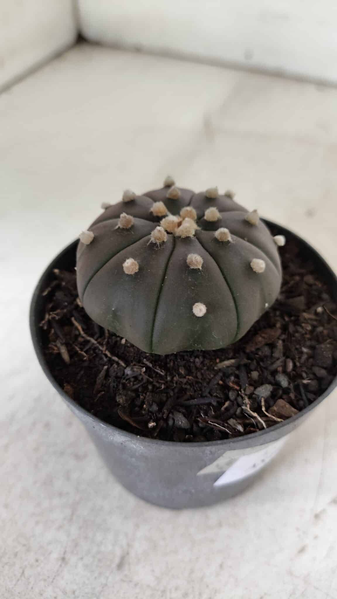 ASTROPHYTUM ASTERIAS “Purple”  Nº 909 – vaso 09 - foto 9