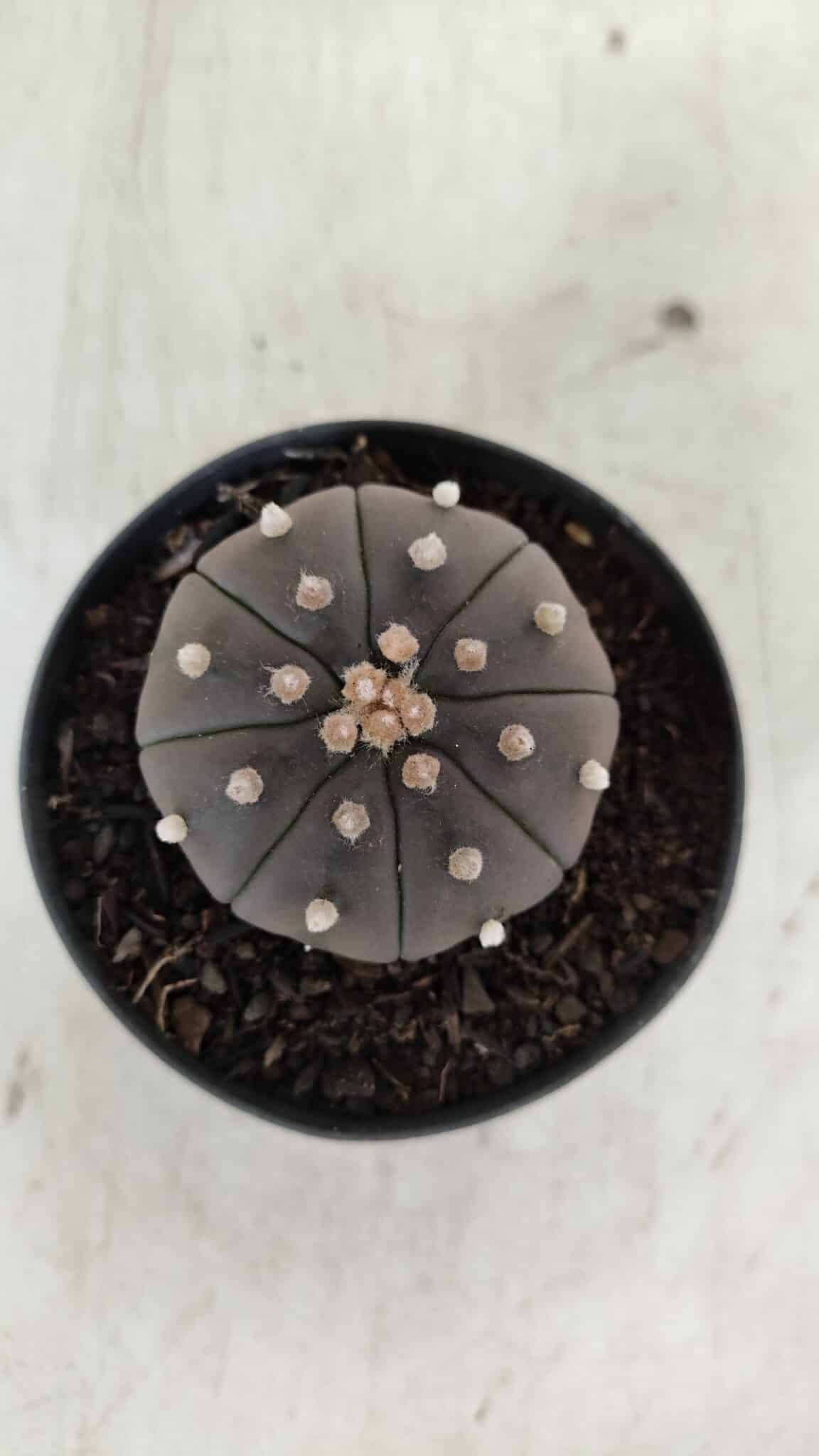 ASTROPHYTUM ASTERIAS “Purple”  Nº 909 – vaso 09 - foto 5