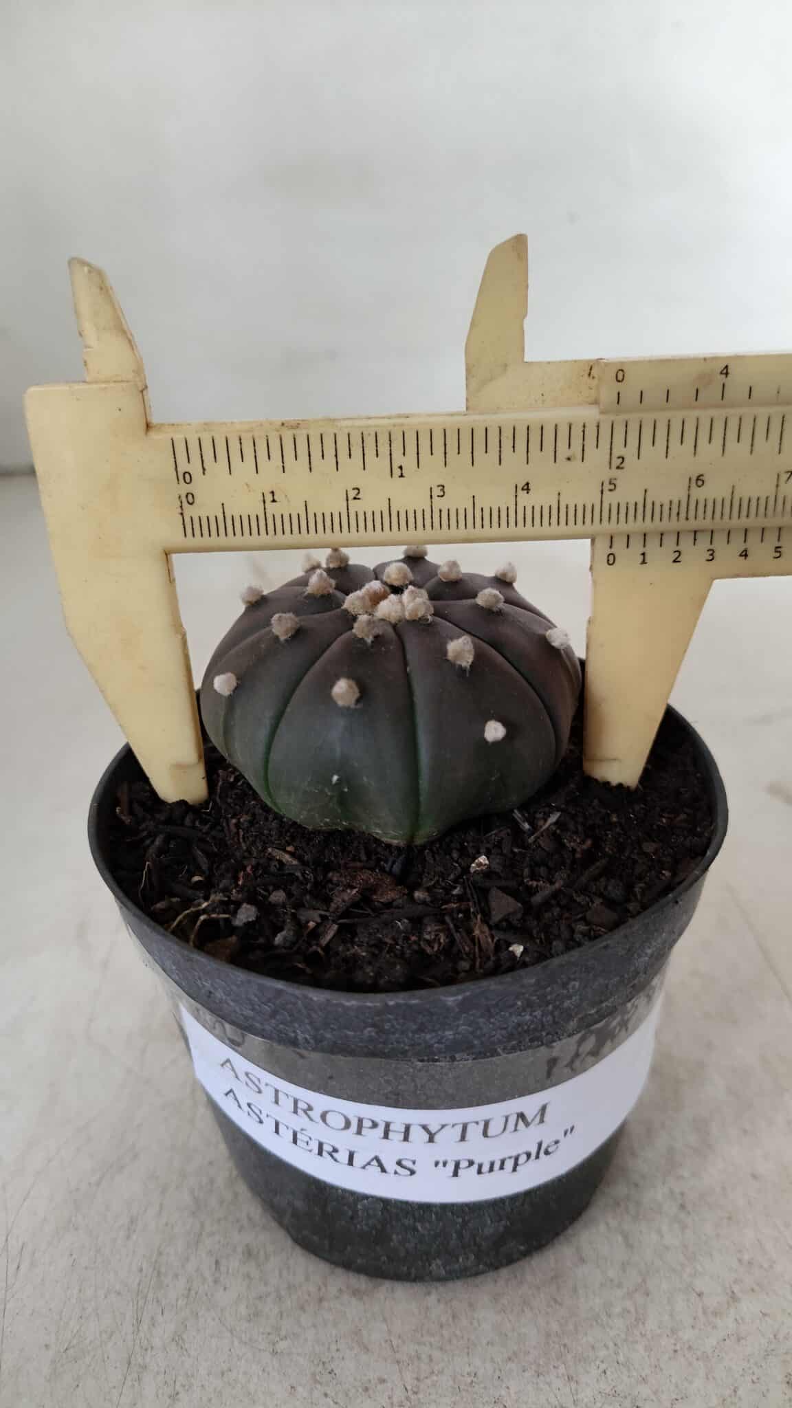 ASTROPHYTUM ASTERIAS “Purple”  Nº 909 – vaso 09 - foto 6