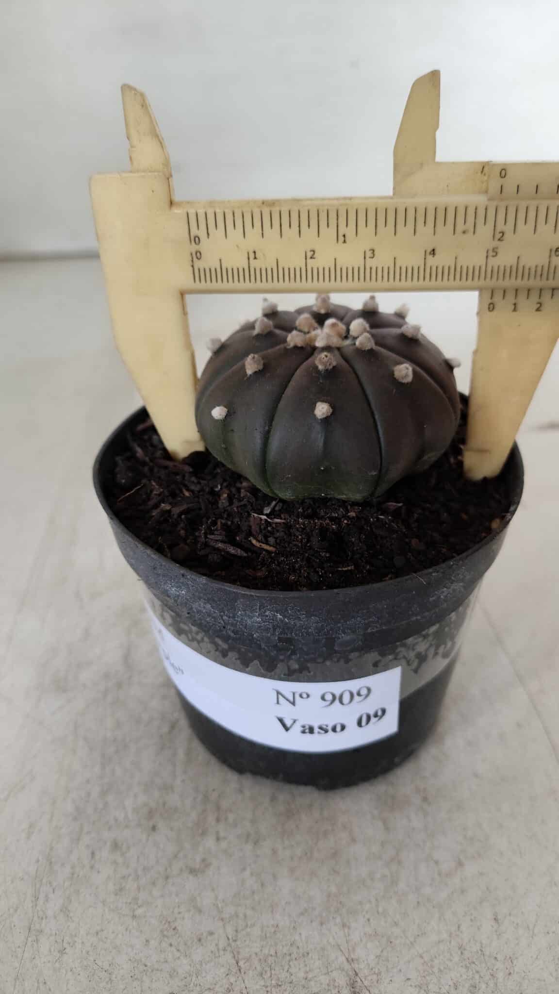 ASTROPHYTUM ASTERIAS “Purple”  Nº 909 – vaso 09 - foto 8