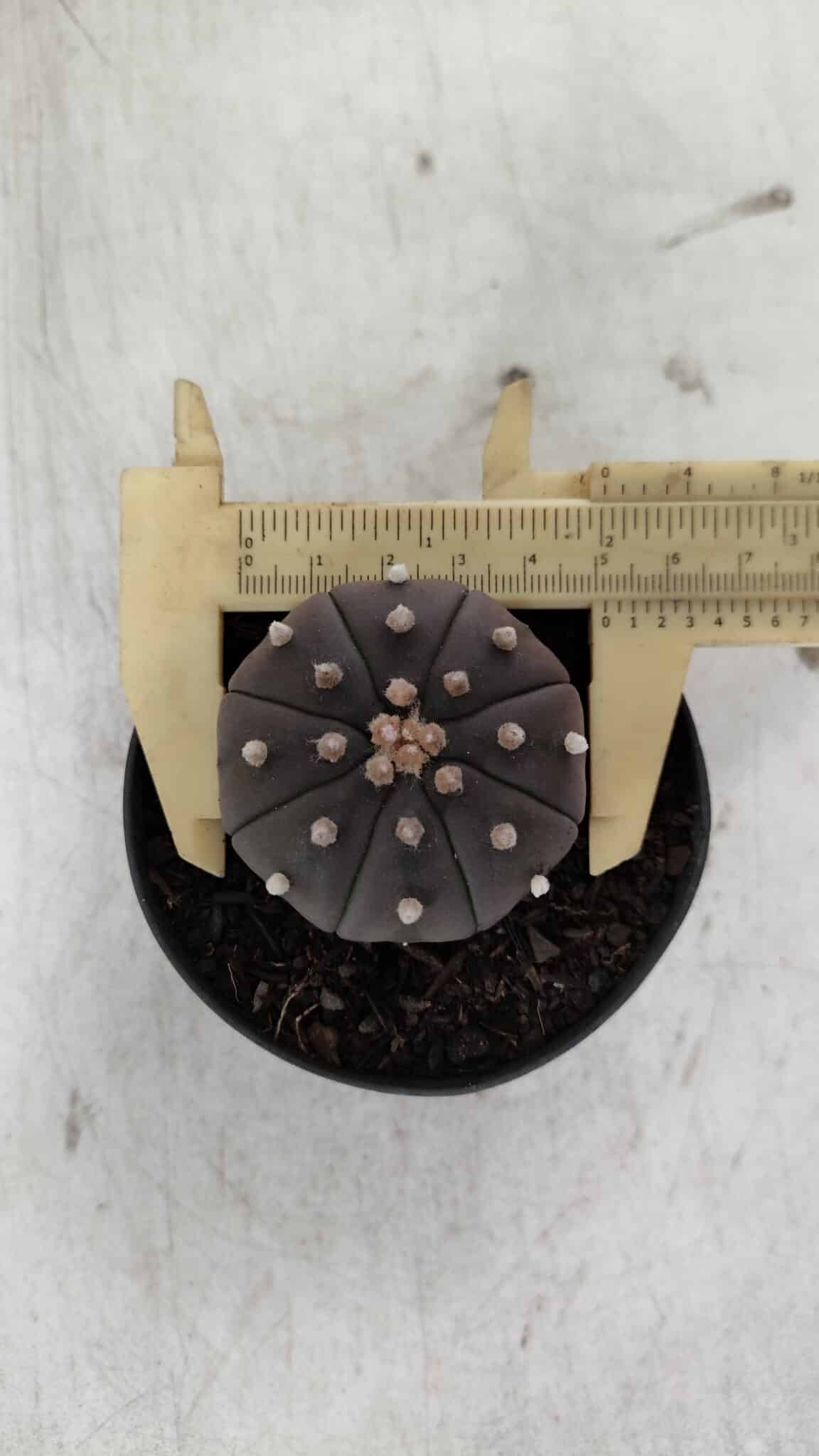 ASTROPHYTUM ASTERIAS “Purple”  Nº 909 – vaso 09 - foto 7