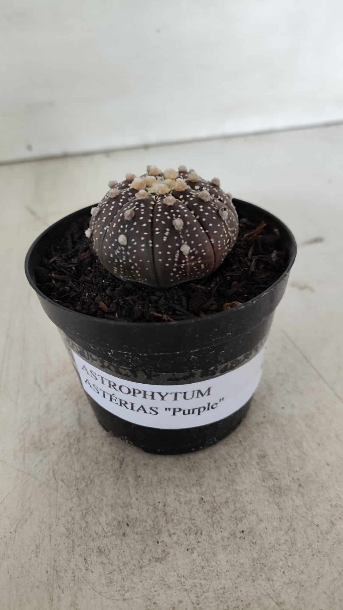 ASTROPHYTUM ASTERIAS “Purple”  Nº 910 – vaso 09
