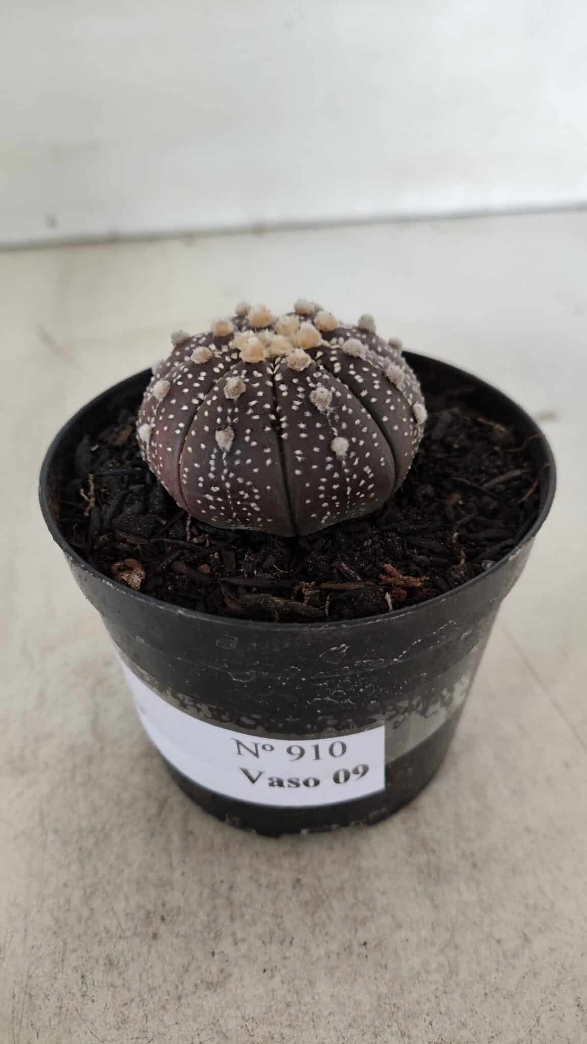 ASTROPHYTUM ASTERIAS “Purple”  Nº 910 – vaso 09
