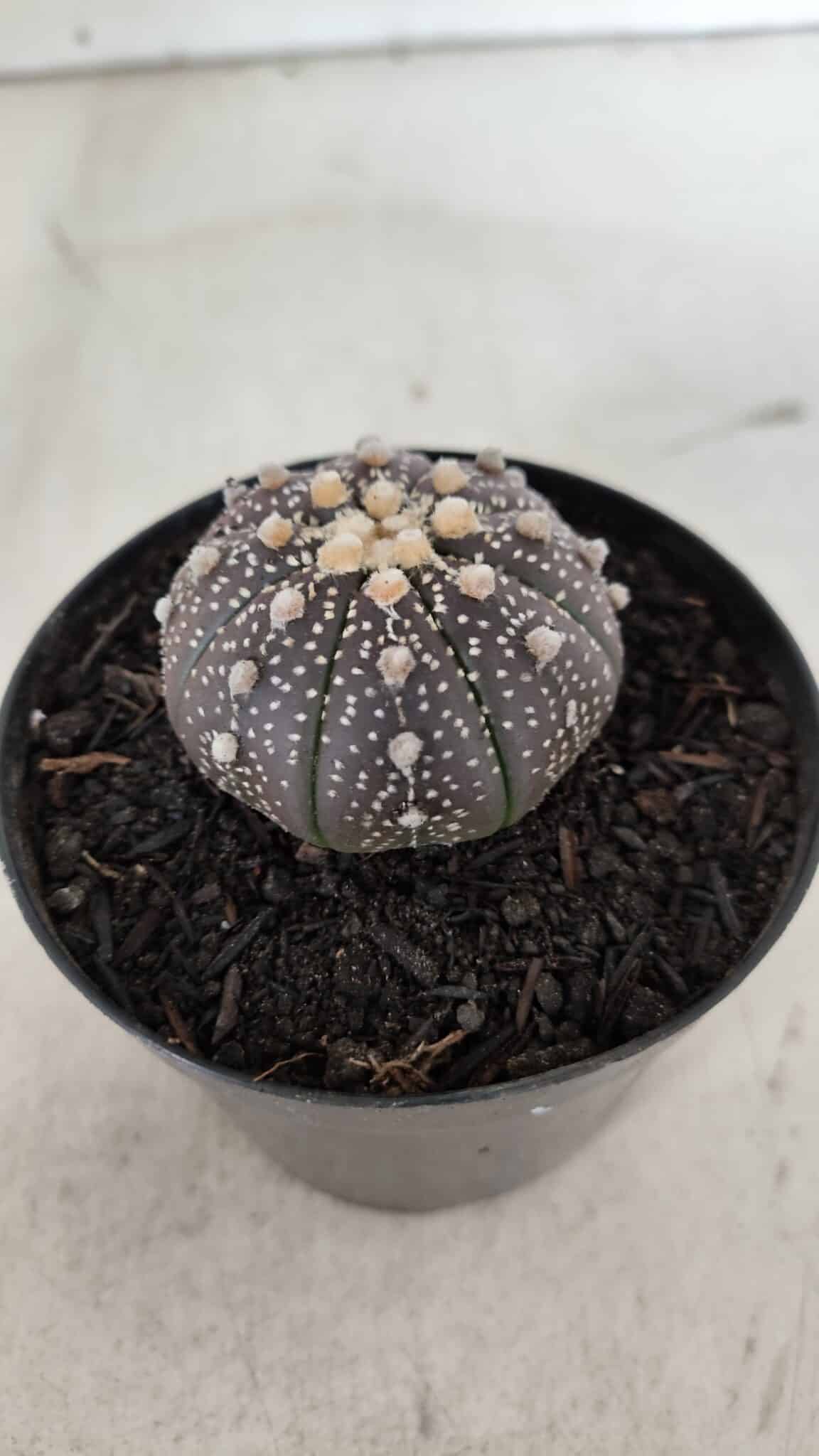 ASTROPHYTUM ASTERIAS “Purple”  Nº 910 – vaso 09