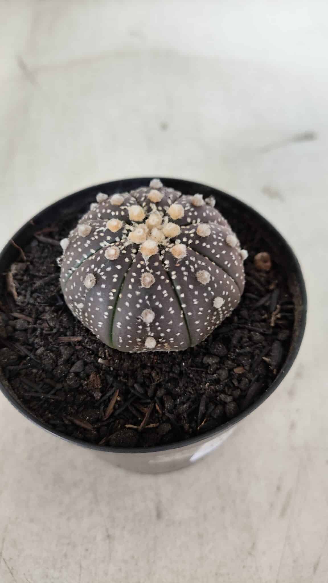 ASTROPHYTUM ASTERIAS “Purple”  Nº 910 – vaso 09
