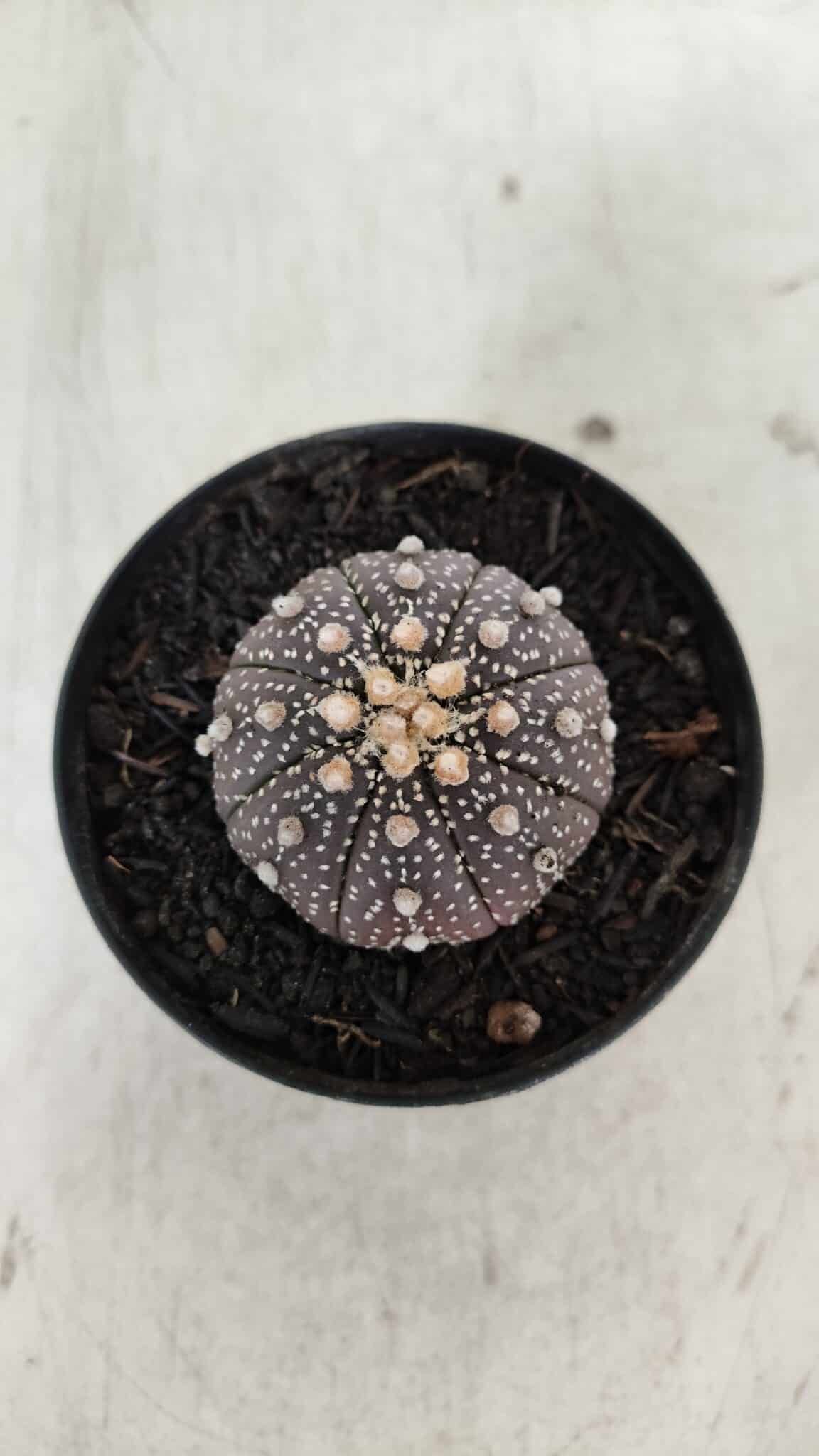 ASTROPHYTUM ASTERIAS “Purple”  Nº 910 – vaso 09