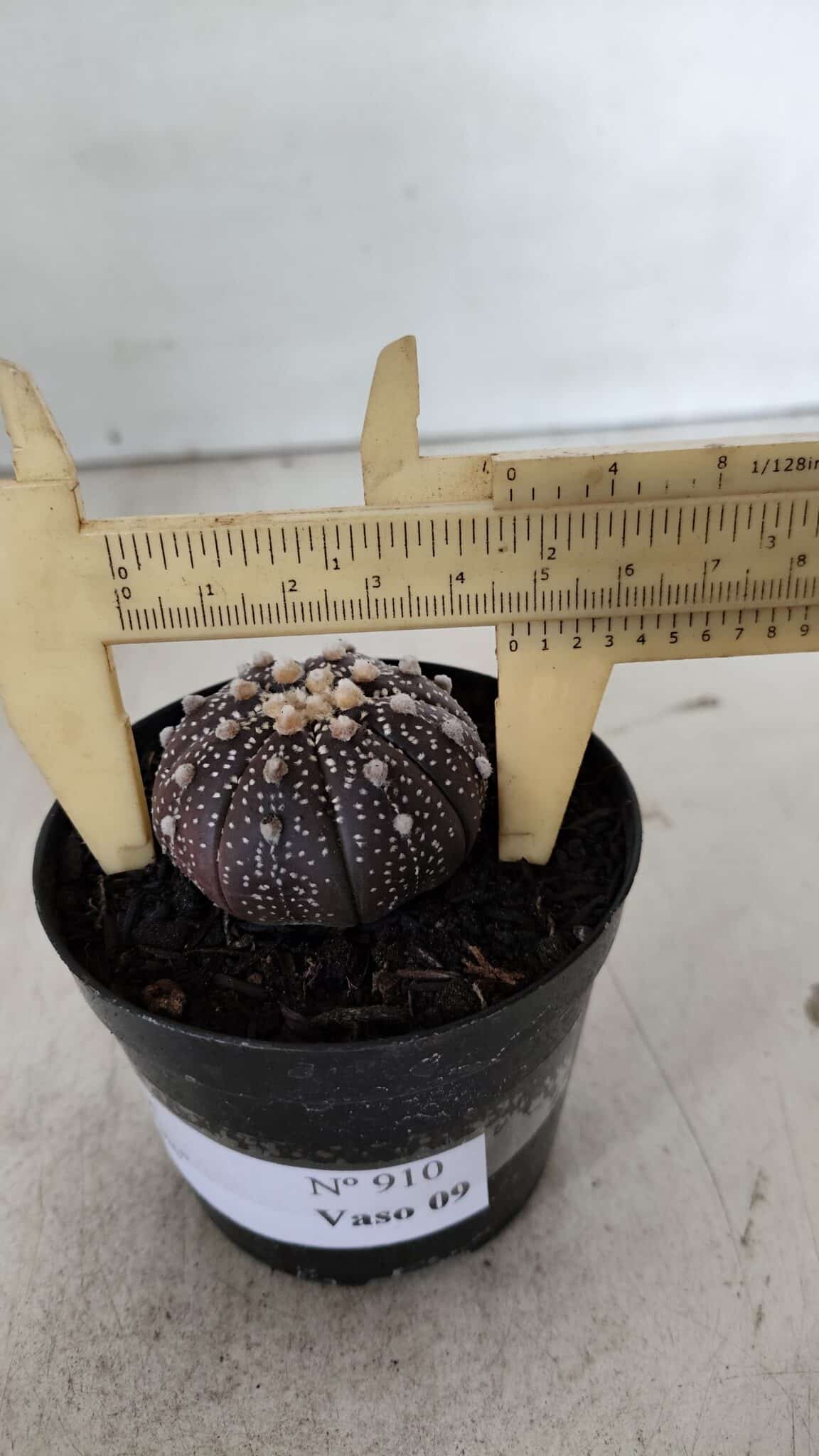 ASTROPHYTUM ASTERIAS “Purple”  Nº 910 – vaso 09