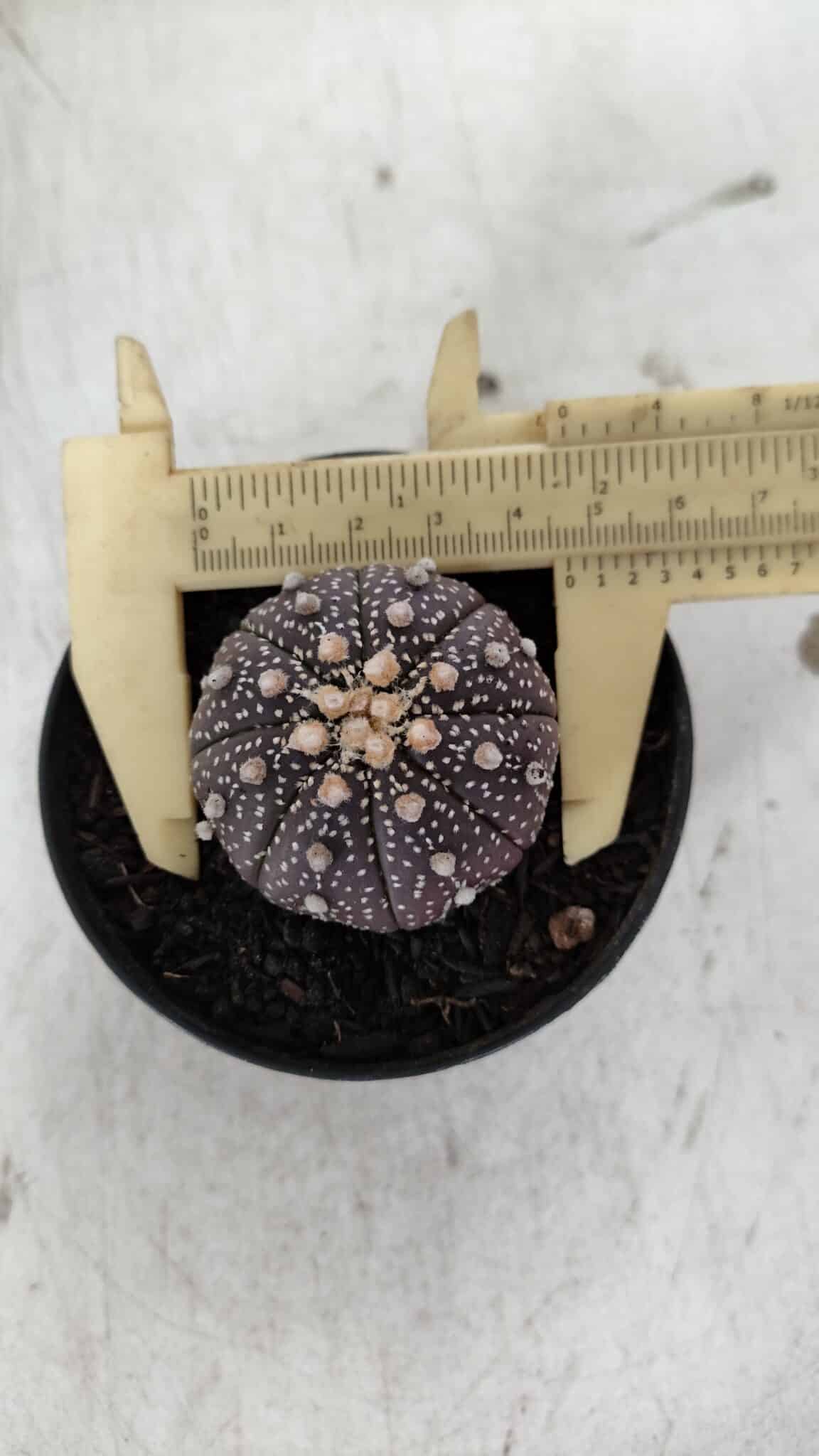 ASTROPHYTUM ASTERIAS “Purple”  Nº 910 – vaso 09