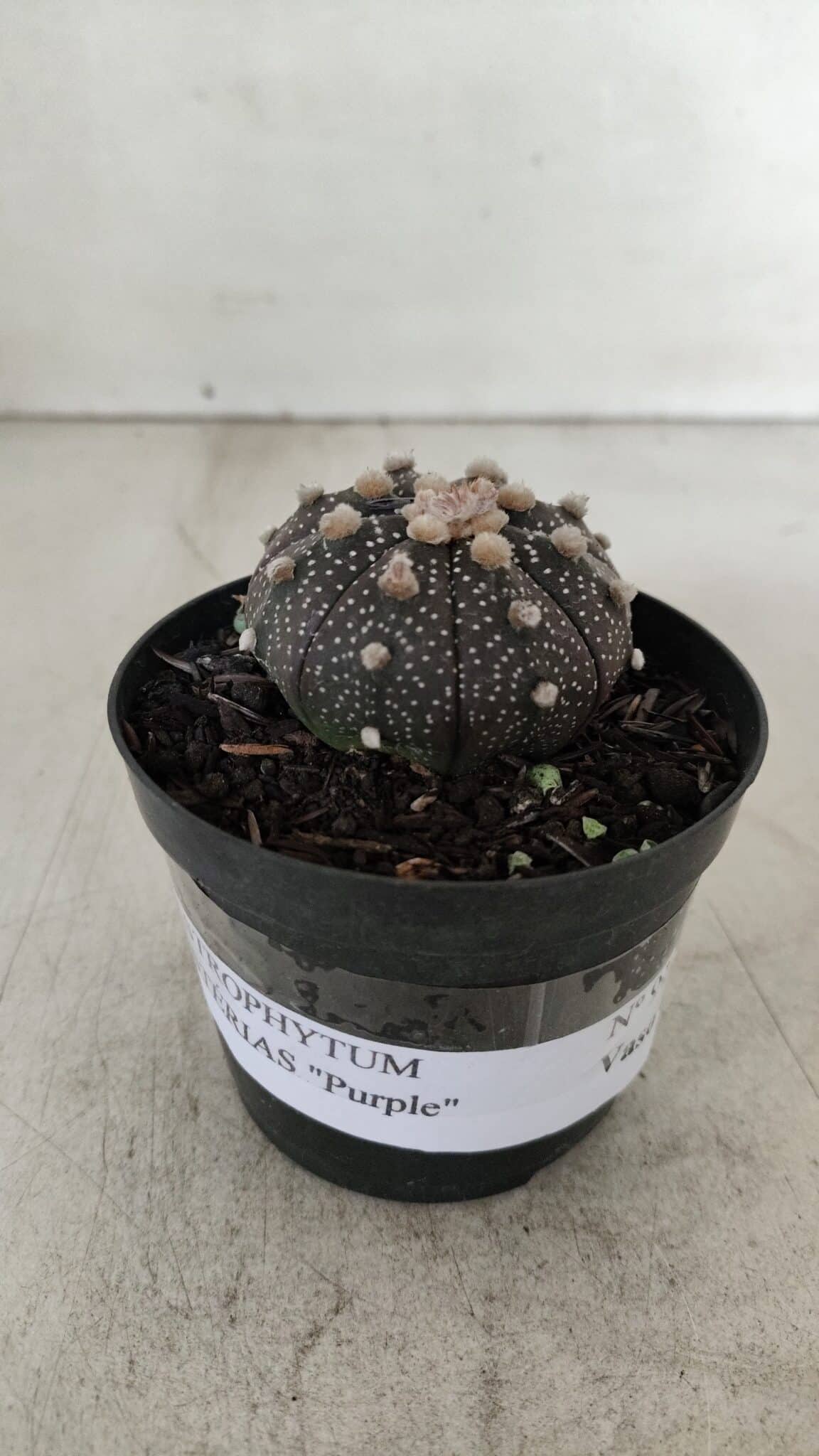 ASTROPHYTUM ASTERIAS “Purple”  Nº 912 – vaso 09