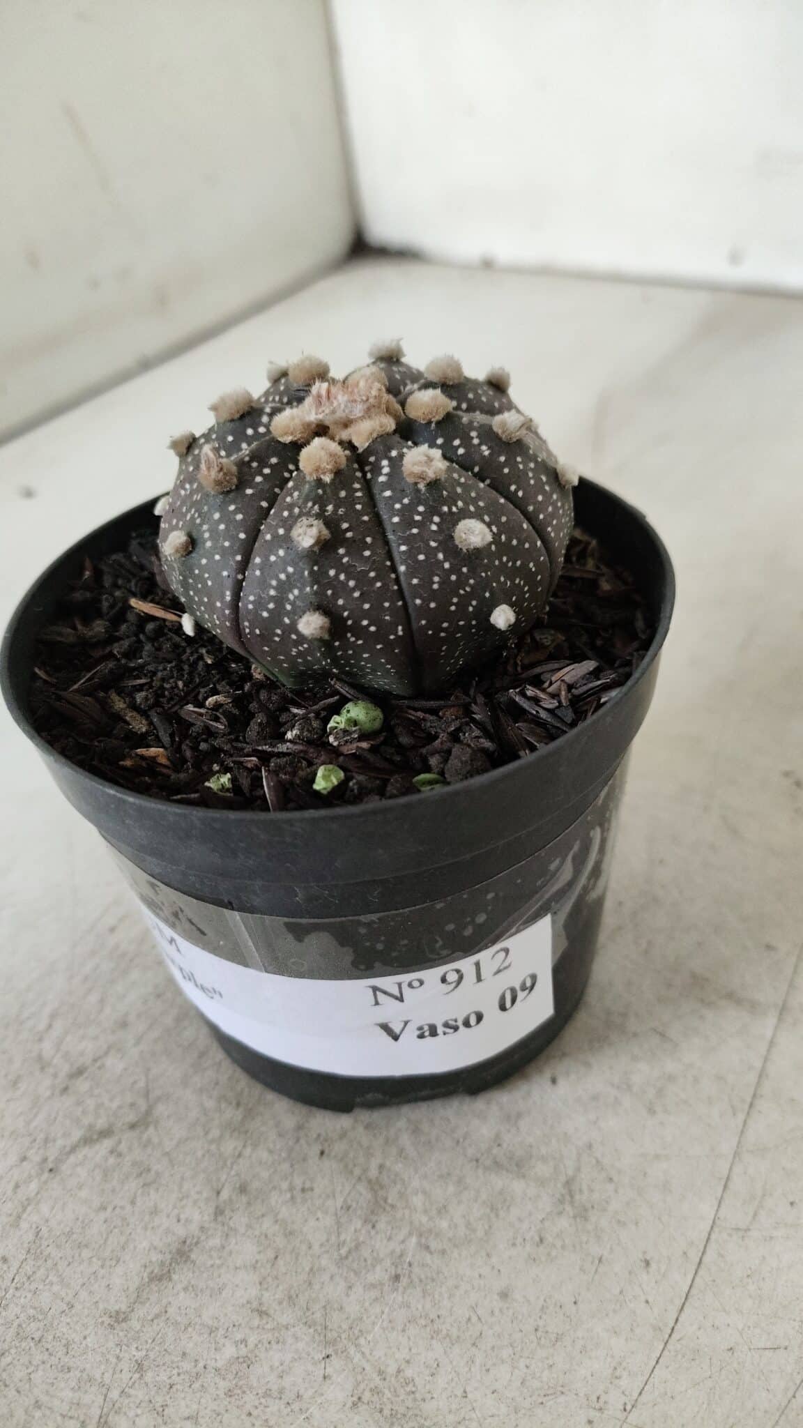 ASTROPHYTUM ASTERIAS “Purple”  Nº 912 – vaso 09