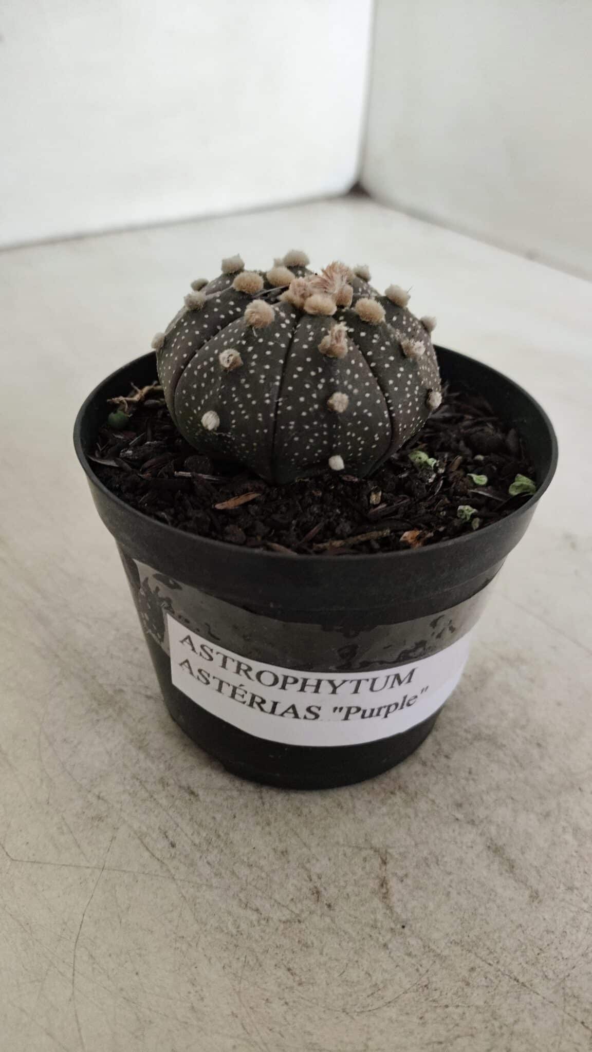 ASTROPHYTUM ASTERIAS “Purple”  Nº 912 – vaso 09