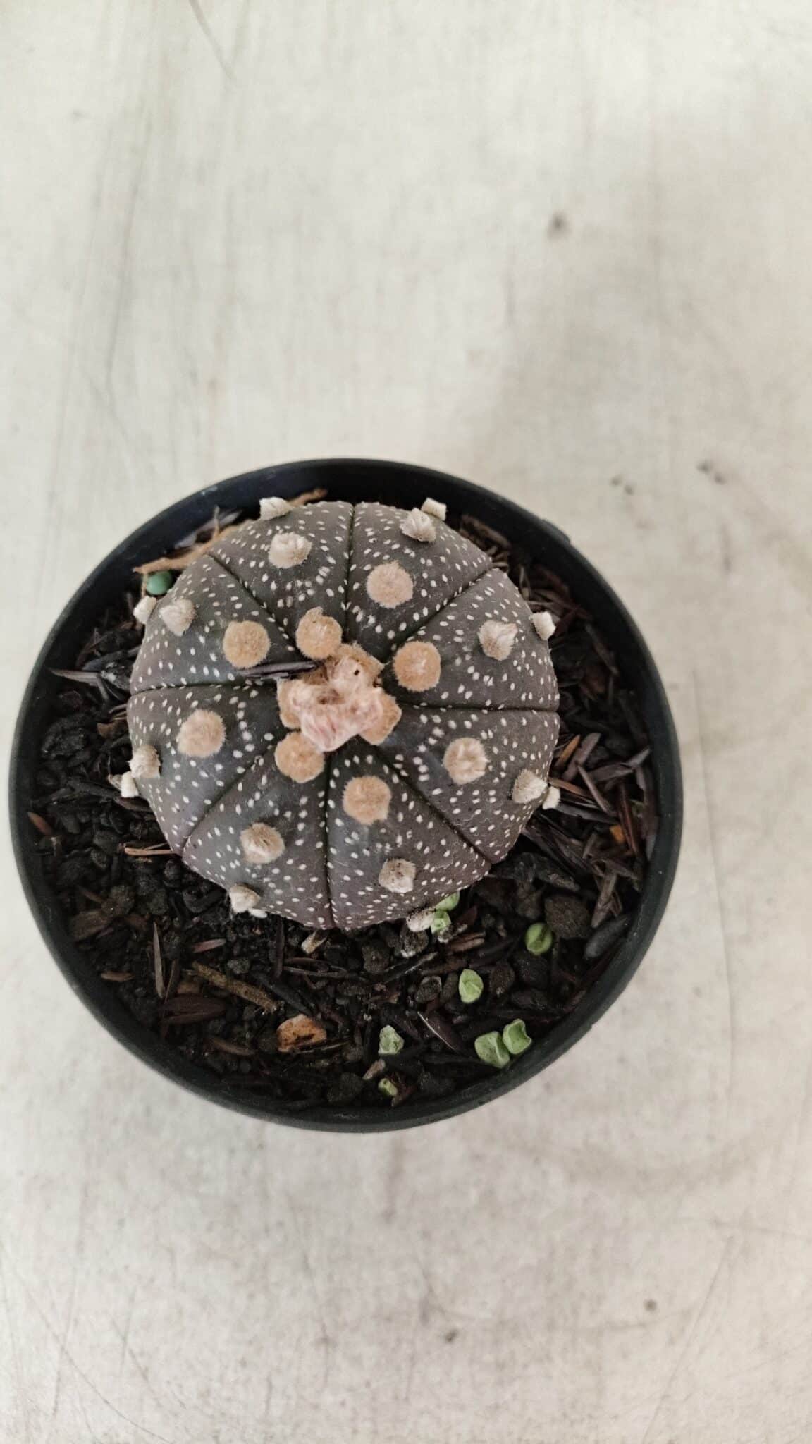 ASTROPHYTUM ASTERIAS “Purple”  Nº 912 – vaso 09