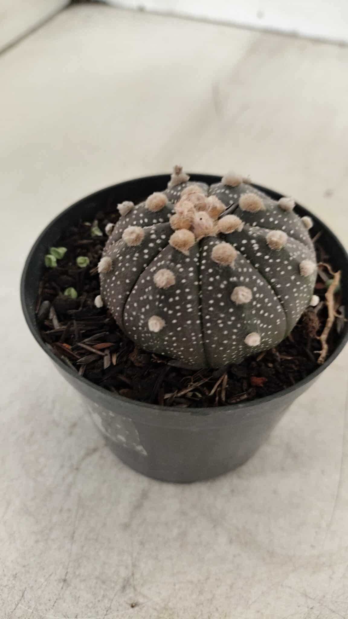 ASTROPHYTUM ASTERIAS “Purple”  Nº 912 – vaso 09