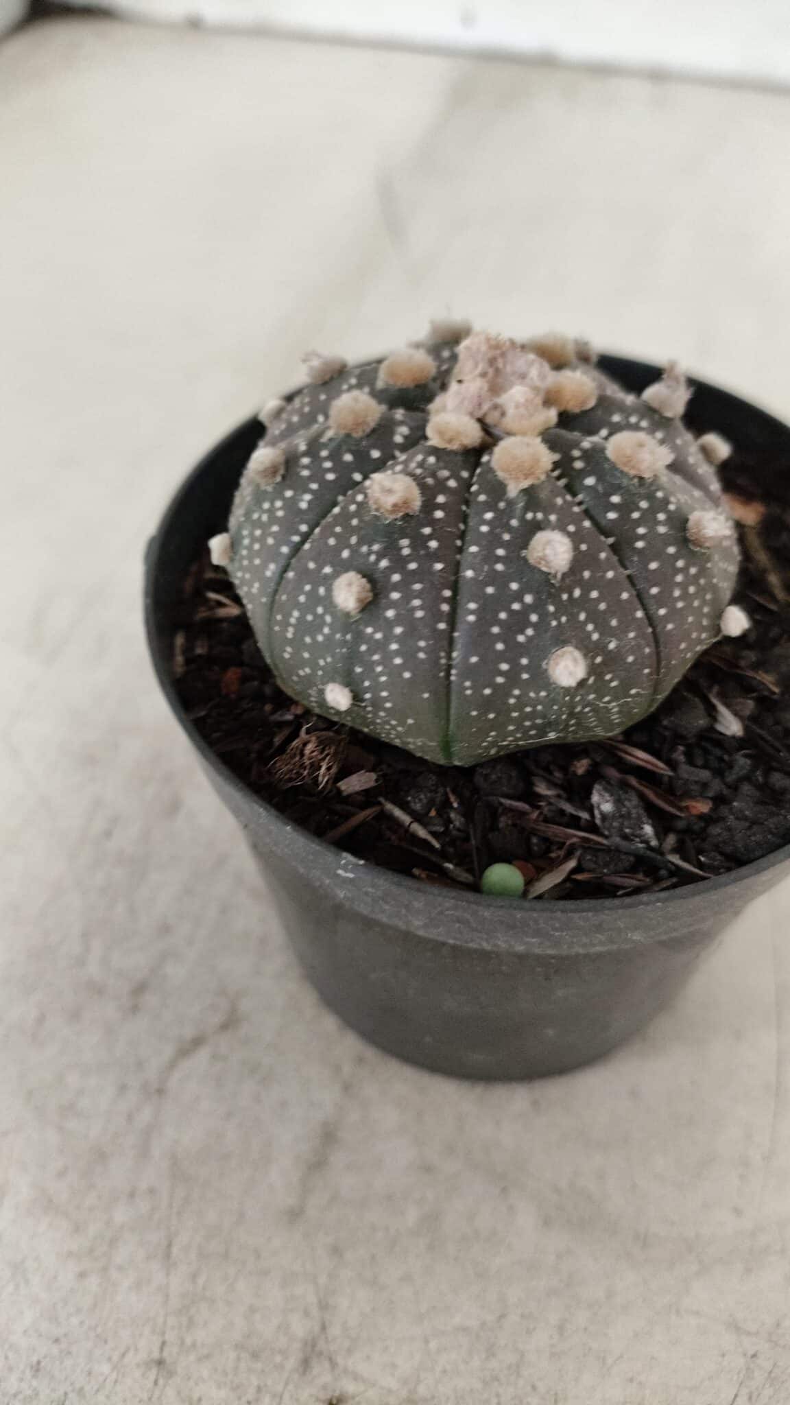ASTROPHYTUM ASTERIAS “Purple”  Nº 912 – vaso 09