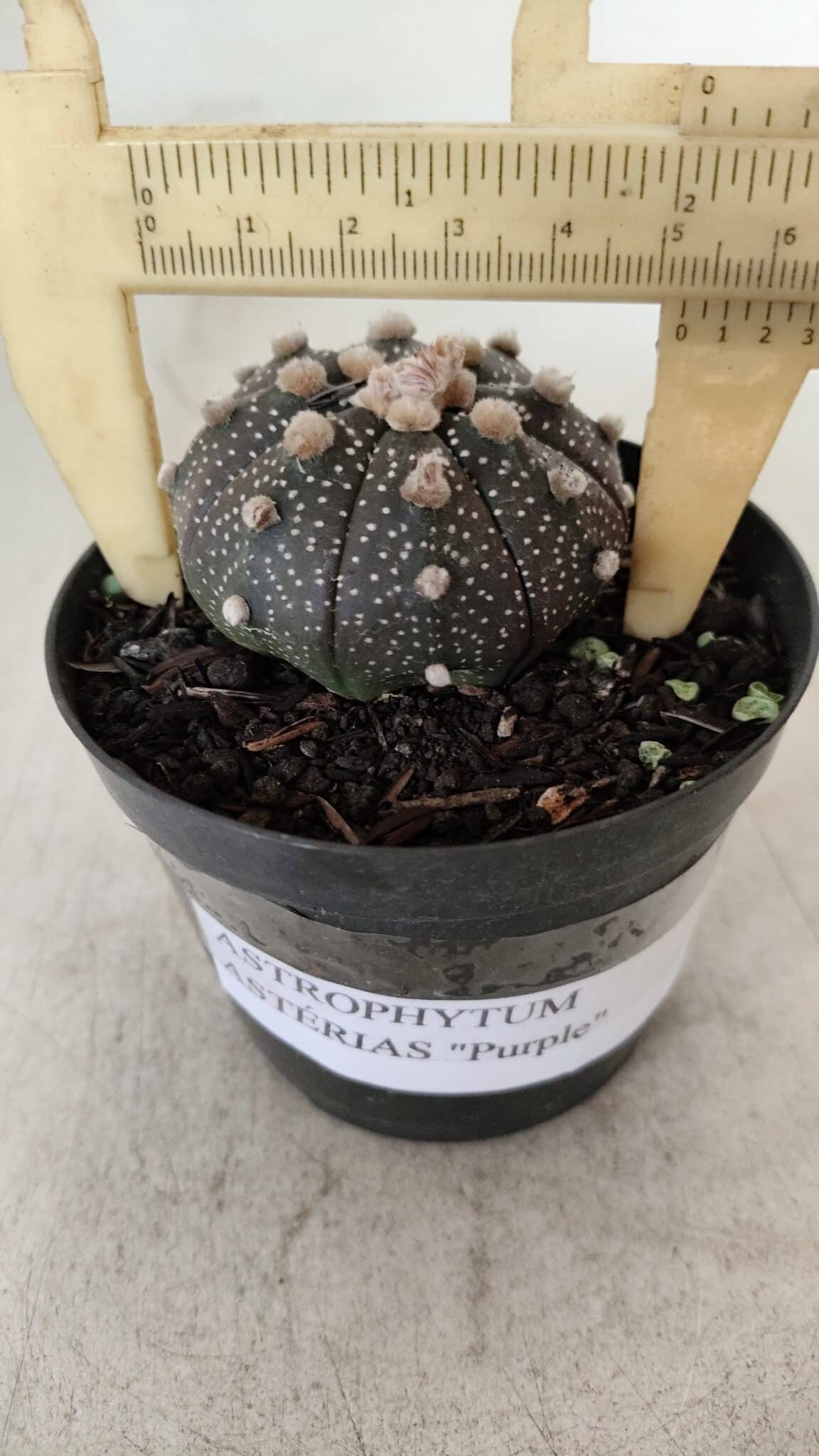 ASTROPHYTUM ASTERIAS “Purple”  Nº 912 – vaso 09